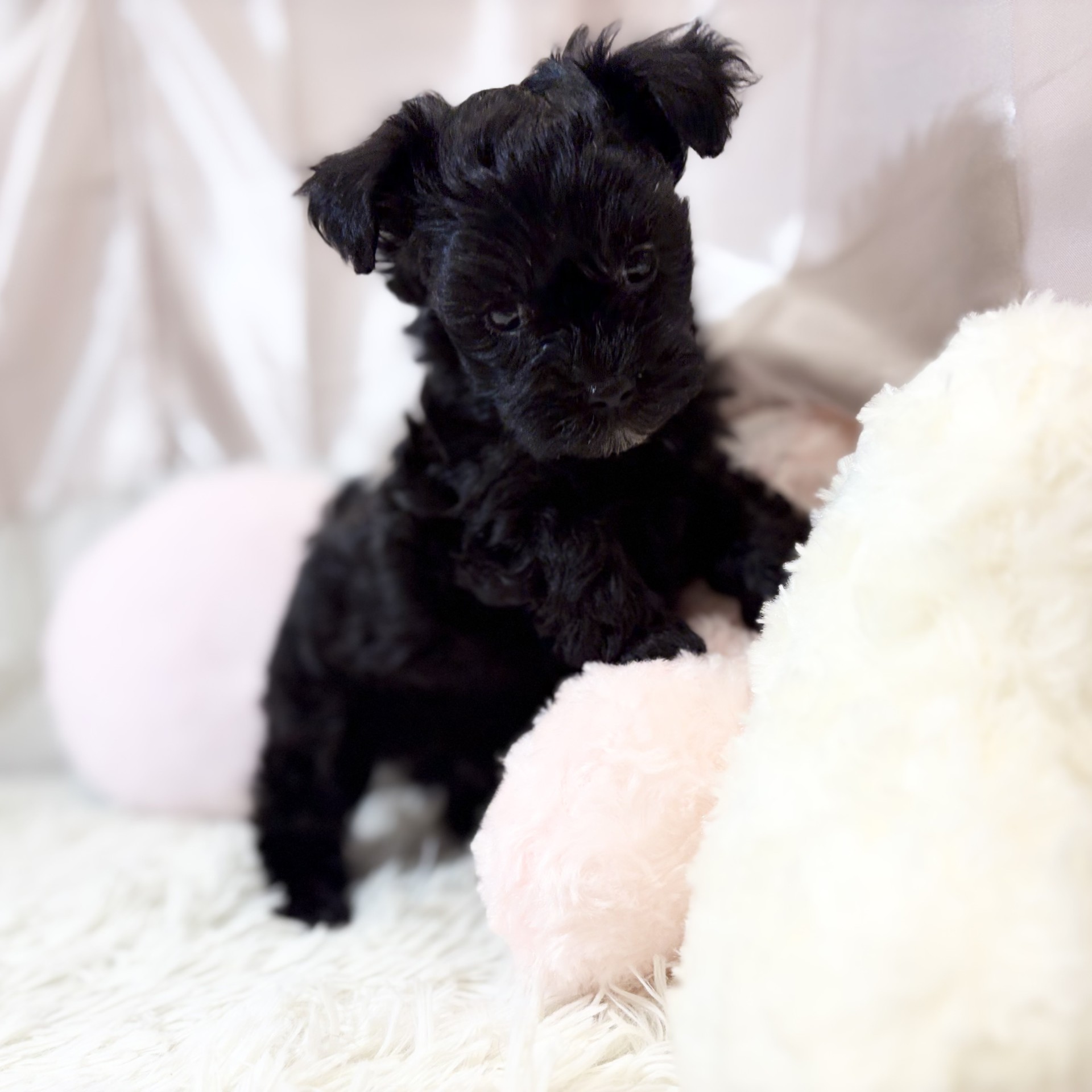 兵庫県のマルプー(マルチーズ×プードル) (犬の家＆猫の里カナート西神戸店/2026年8月26日生まれ/女の子/ブラック)の子犬の2枚目の画像
