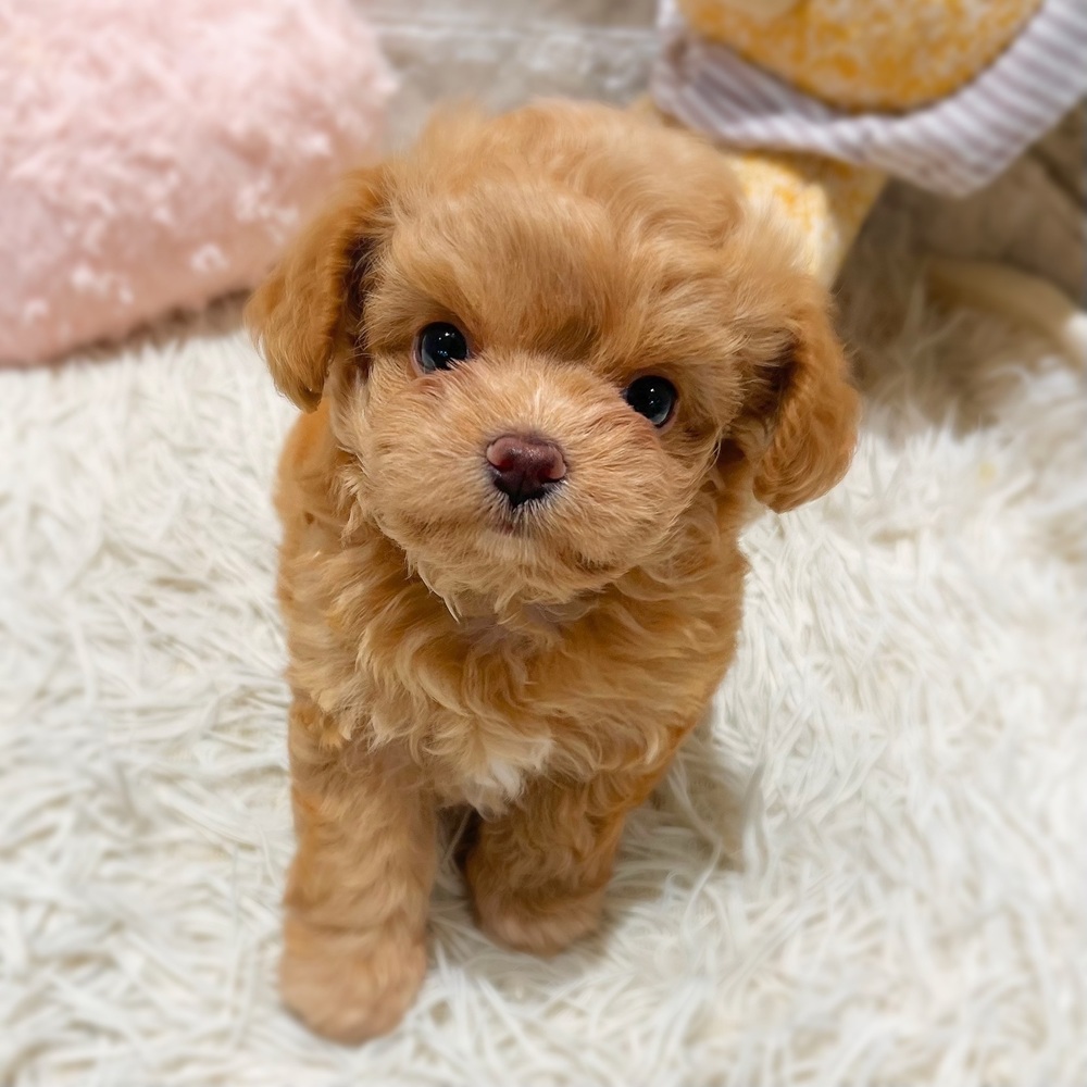 ハーフ犬女の子の写真
