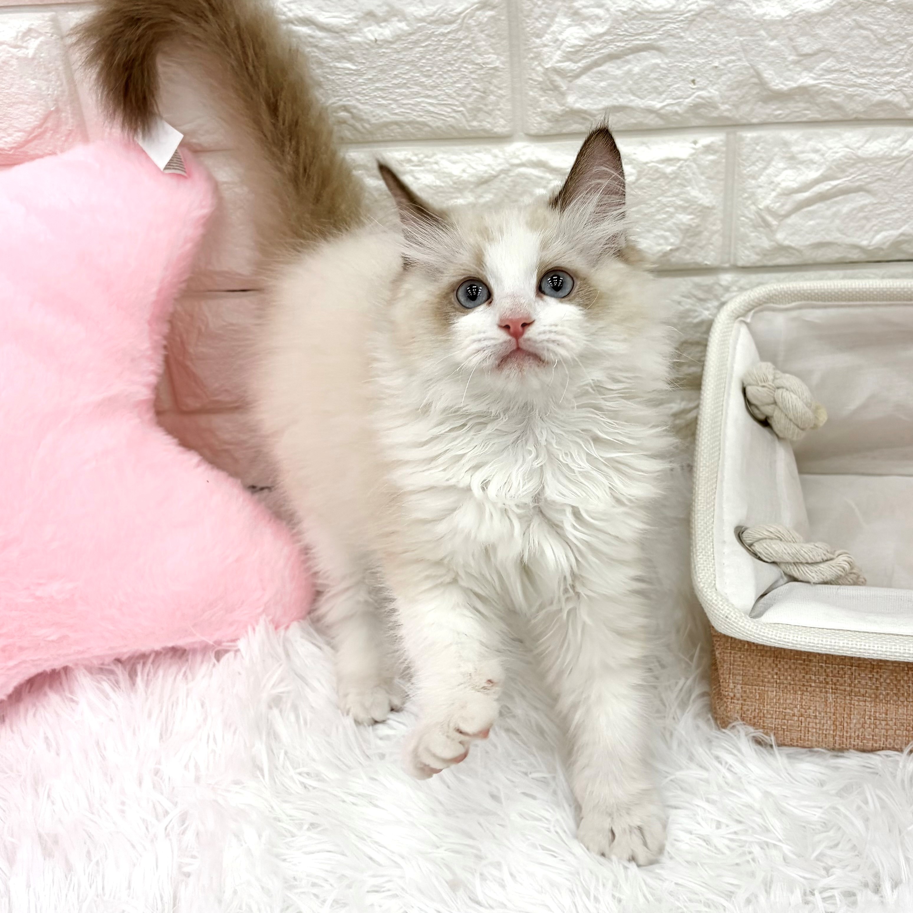 愛知県のラグドール (犬の家＆猫の里MEGAドン・キホーテ東海名和店/2026年8月25日生まれ/女の子/シールポイントバイカラー)の子猫の2枚目の画像