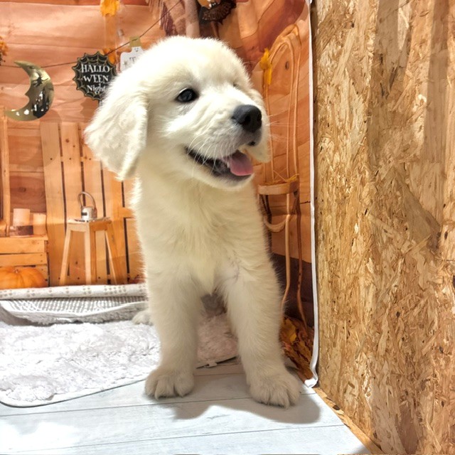 福岡県のゴールデンレトリバー (犬の家＆猫の里トリアス久山店/2026年8月25日生まれ/男の子/クリーム)の子犬の2枚目の画像