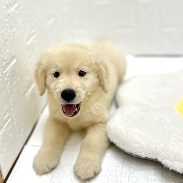 愛知県のゴールデンレトリバー (犬の家＆猫の里豊川インター店/2026年8月25日生まれ/男の子/クリーム)の子犬の2枚目の画像