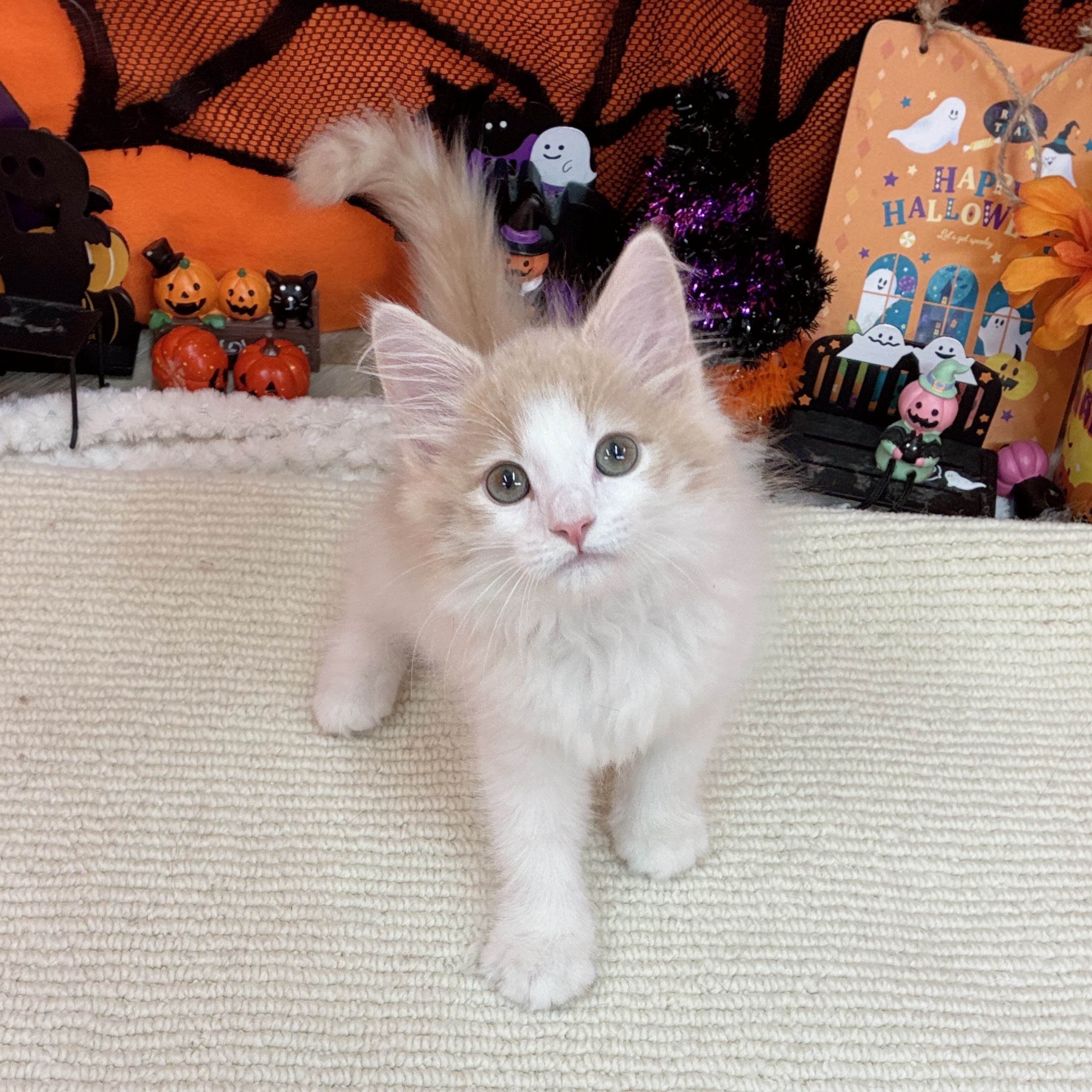 ノルウェージャンフォレストキャットの写真
