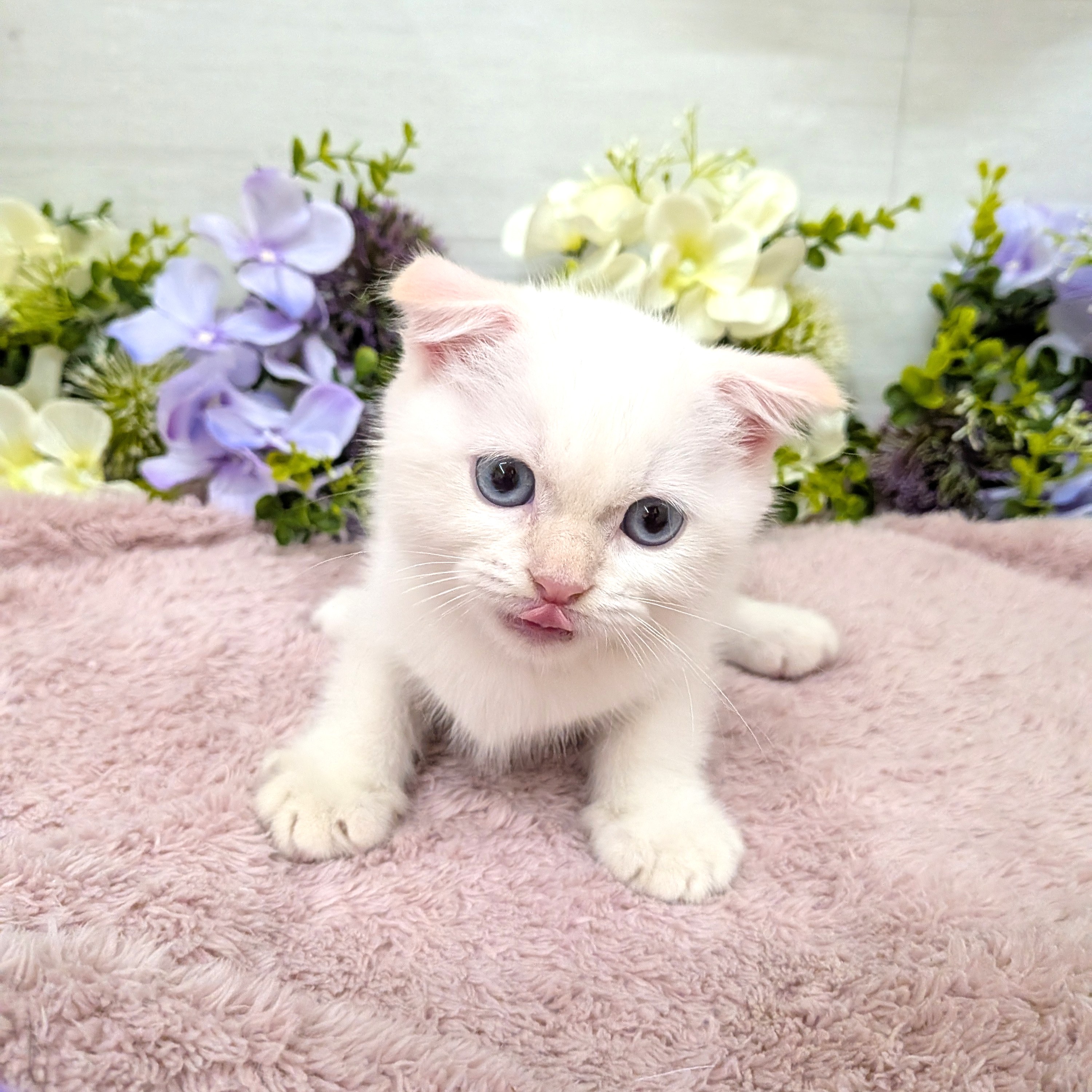 愛知県のスコティッシュフォールド (犬の家＆猫の里碧南店/2026年8月22日生まれ/男の子/クリームポイント)の子猫の2枚目の画像