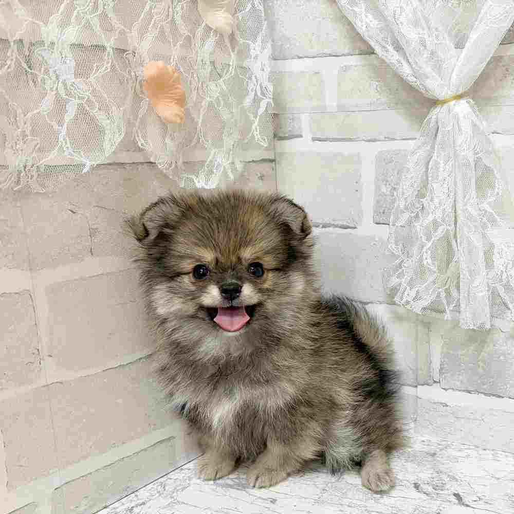 京都府のポメチワ/チワポメ/ポメチー(ポメラニアン×チワワ) (犬の家＆猫の里京都精華店/2026年8月25日生まれ/女の子/フォーン)の子犬の2枚目の画像