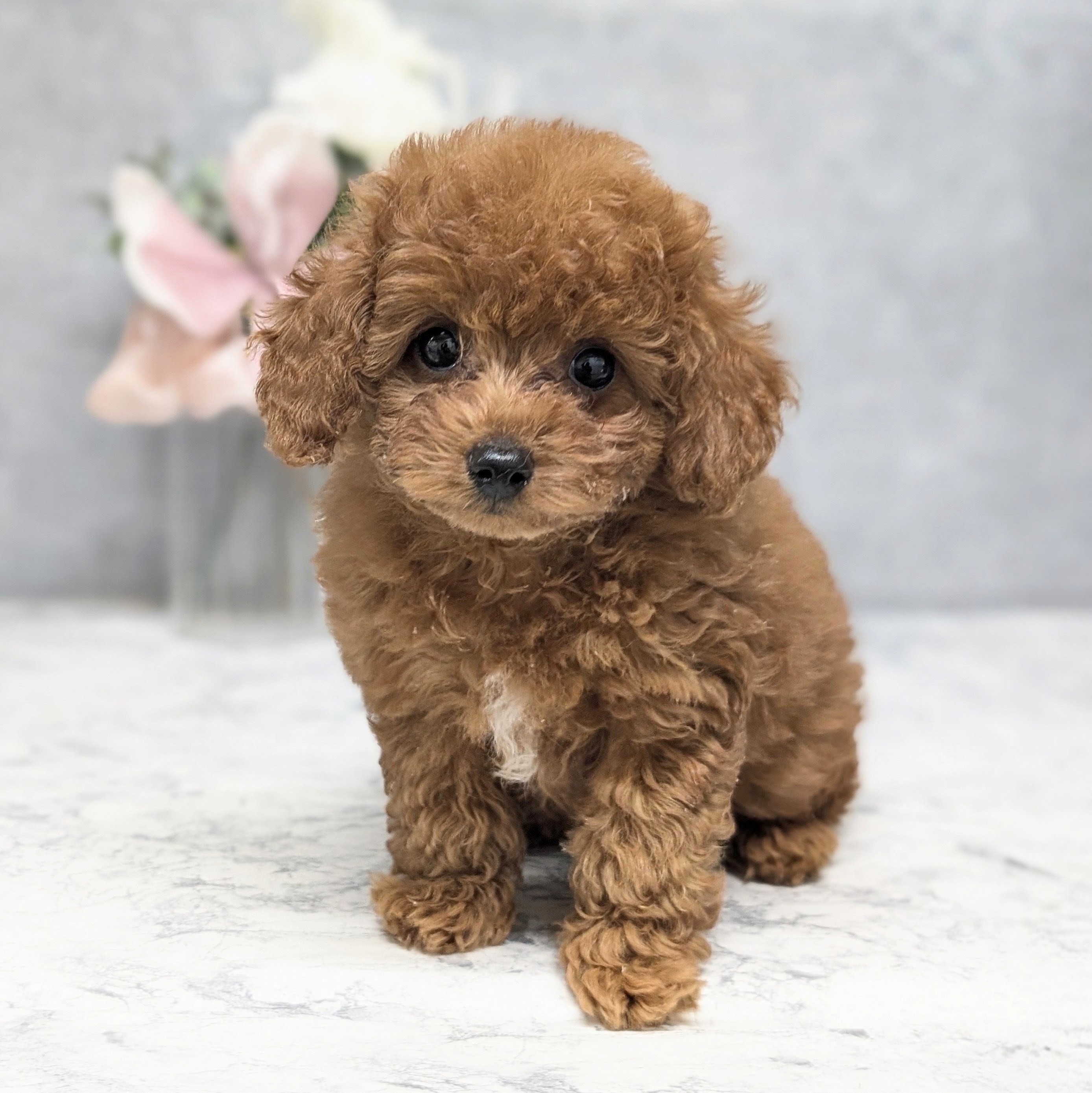 愛知県のトイプードル(トイ) (犬の家＆猫の里安城店/2026年8月27日生まれ/女の子/レッドフォーン)の子犬の1枚目の画像