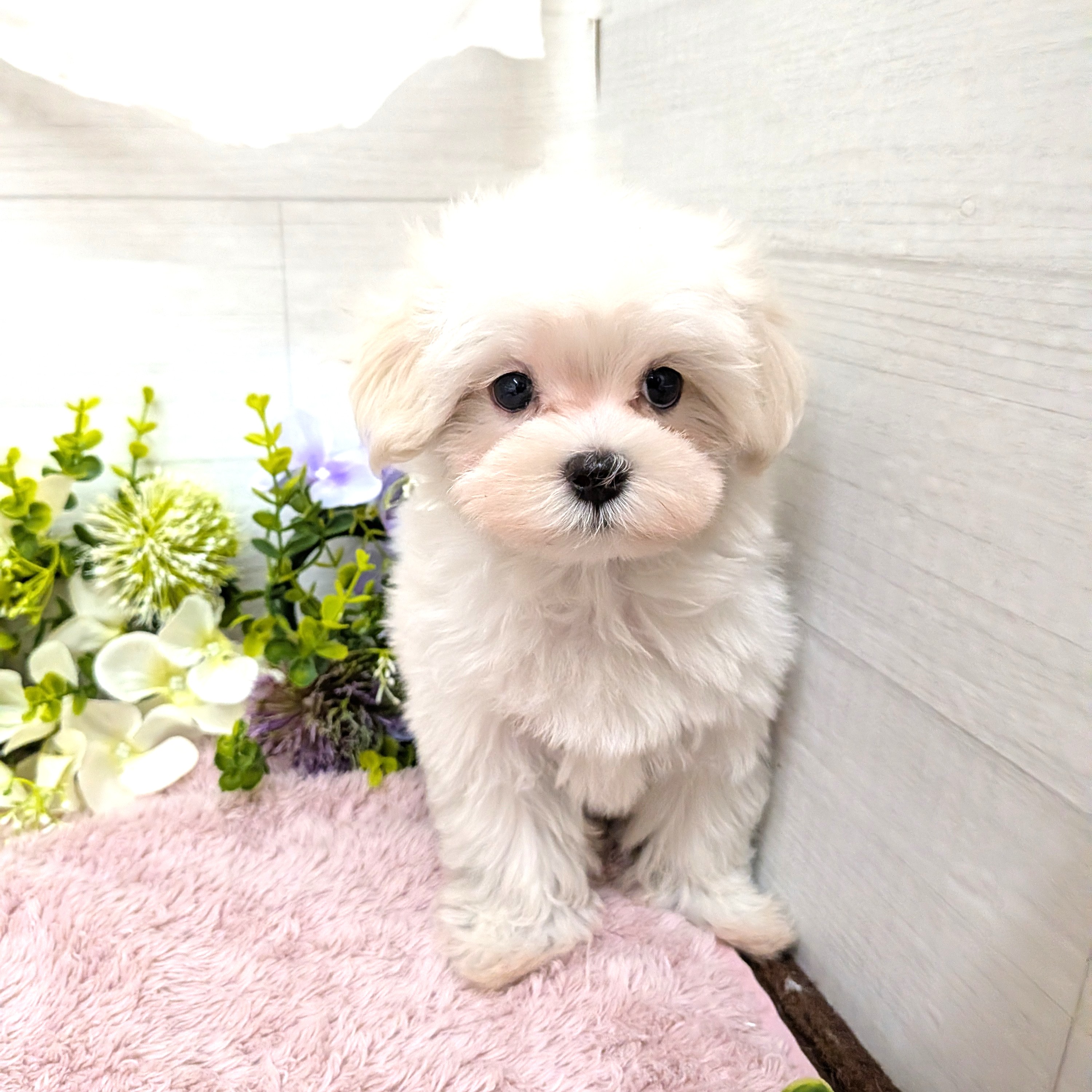 愛知県のマルチーズ (犬の家＆猫の里碧南店/2026年8月26日生まれ/女の子/ホワイト)の子犬の2枚目の画像