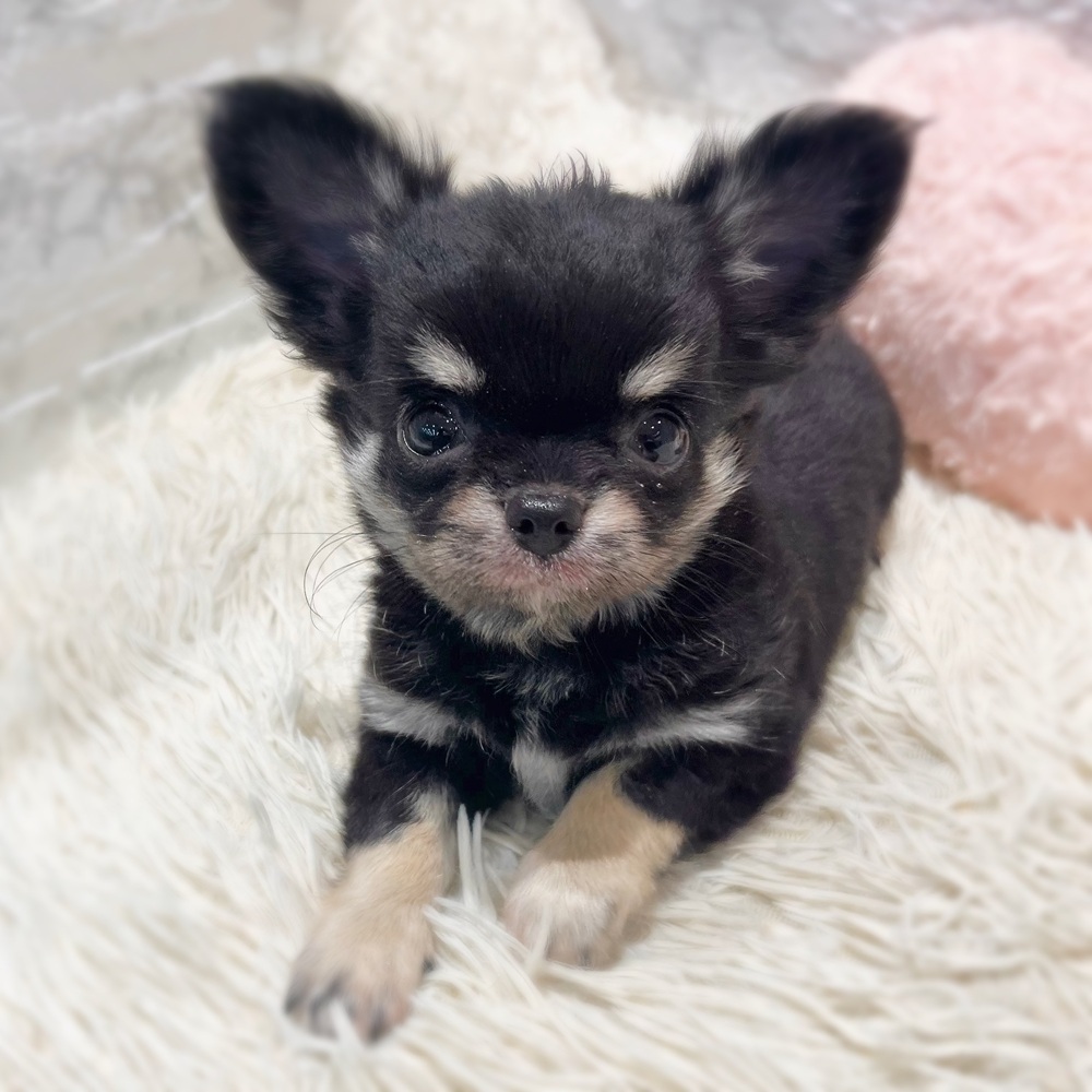 愛知県のチワワ(ロング) (犬の家＆猫の里MiO香久山店/2026年8月29日生まれ/女の子/ブラッククリーム)の子犬の2枚目の画像