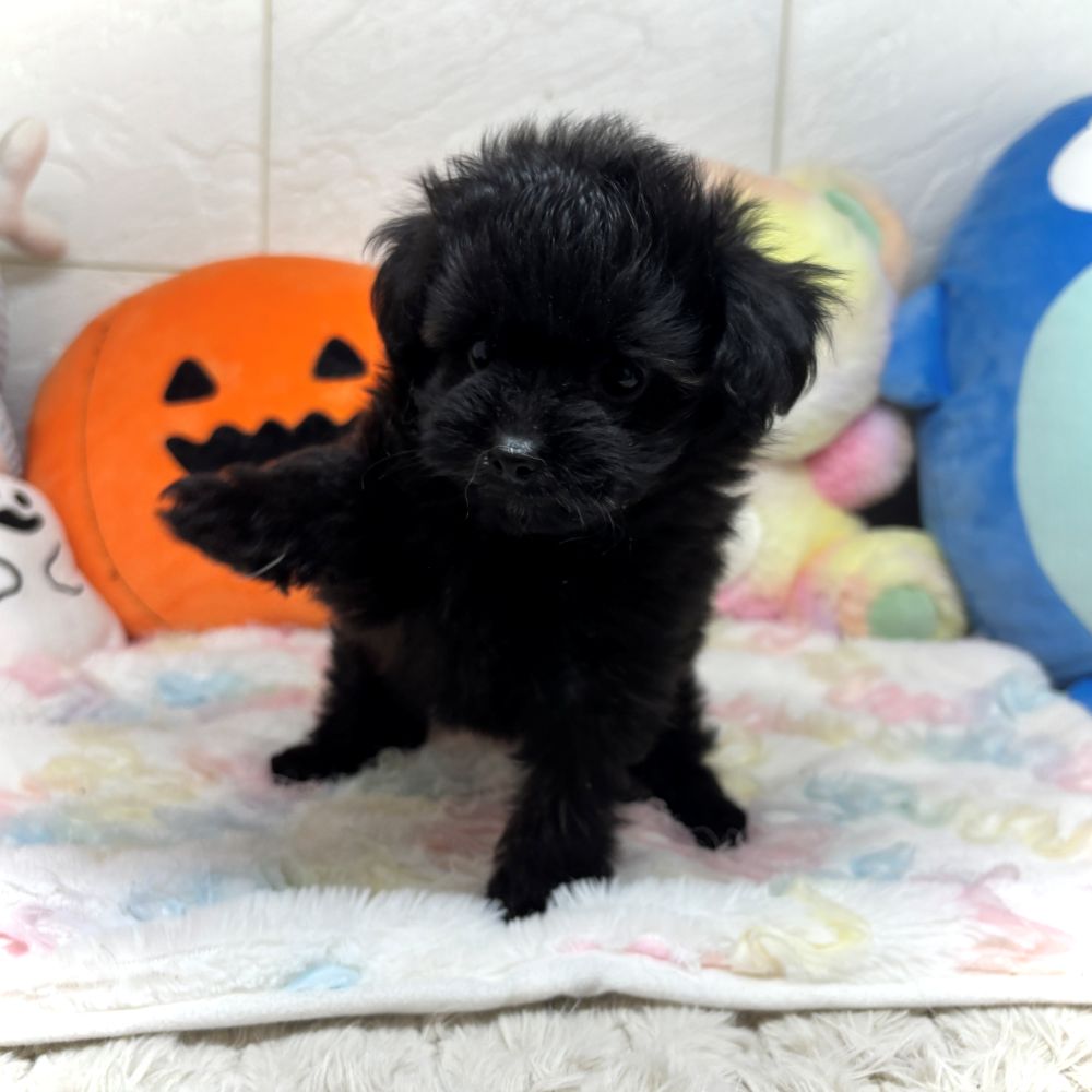 兵庫県のポメプー(ポメラニアン×プードル) (犬の家＆猫の里ゆめタウン姫路店/2026年8月29日生まれ/男の子/ブラック)の子犬の2枚目の画像