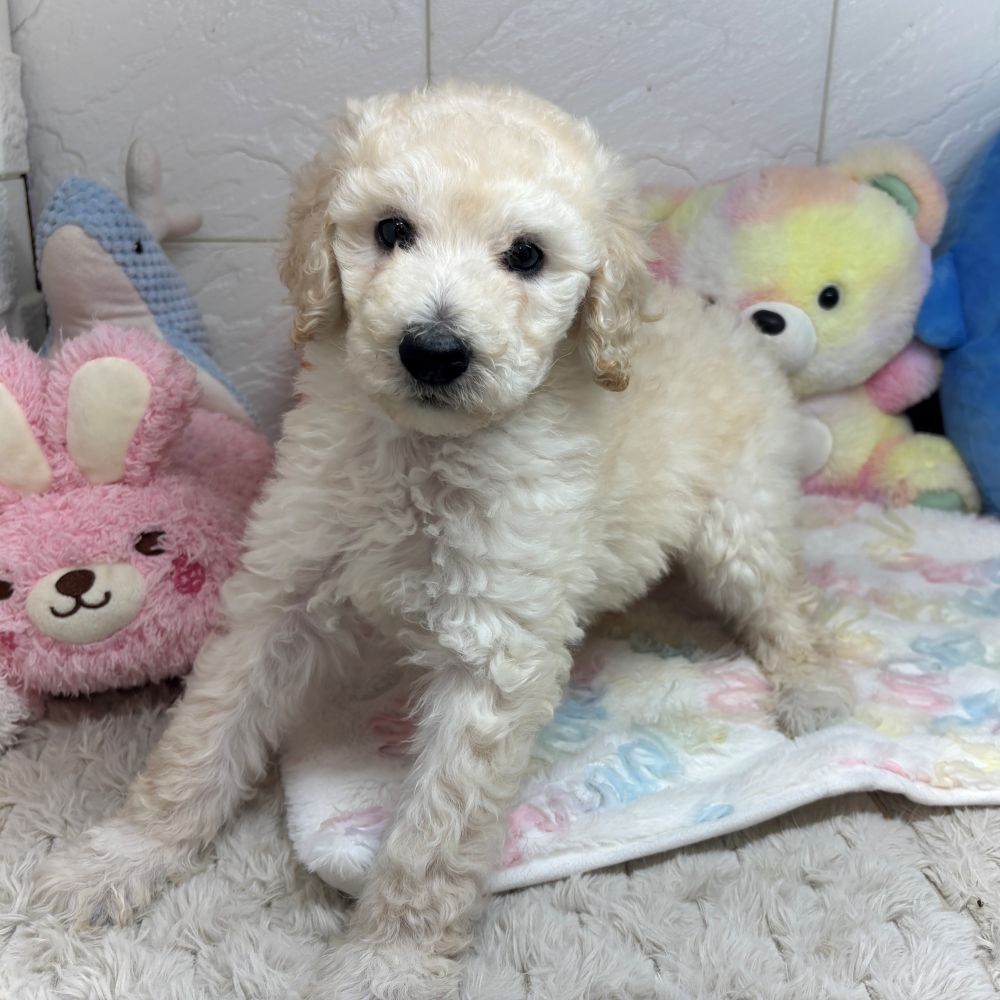 兵庫県のスタンダードプードル (犬の家＆猫の里ゆめタウン姫路店/2026年8月28日生まれ/女の子/ホワイト)の子犬の2枚目の画像
