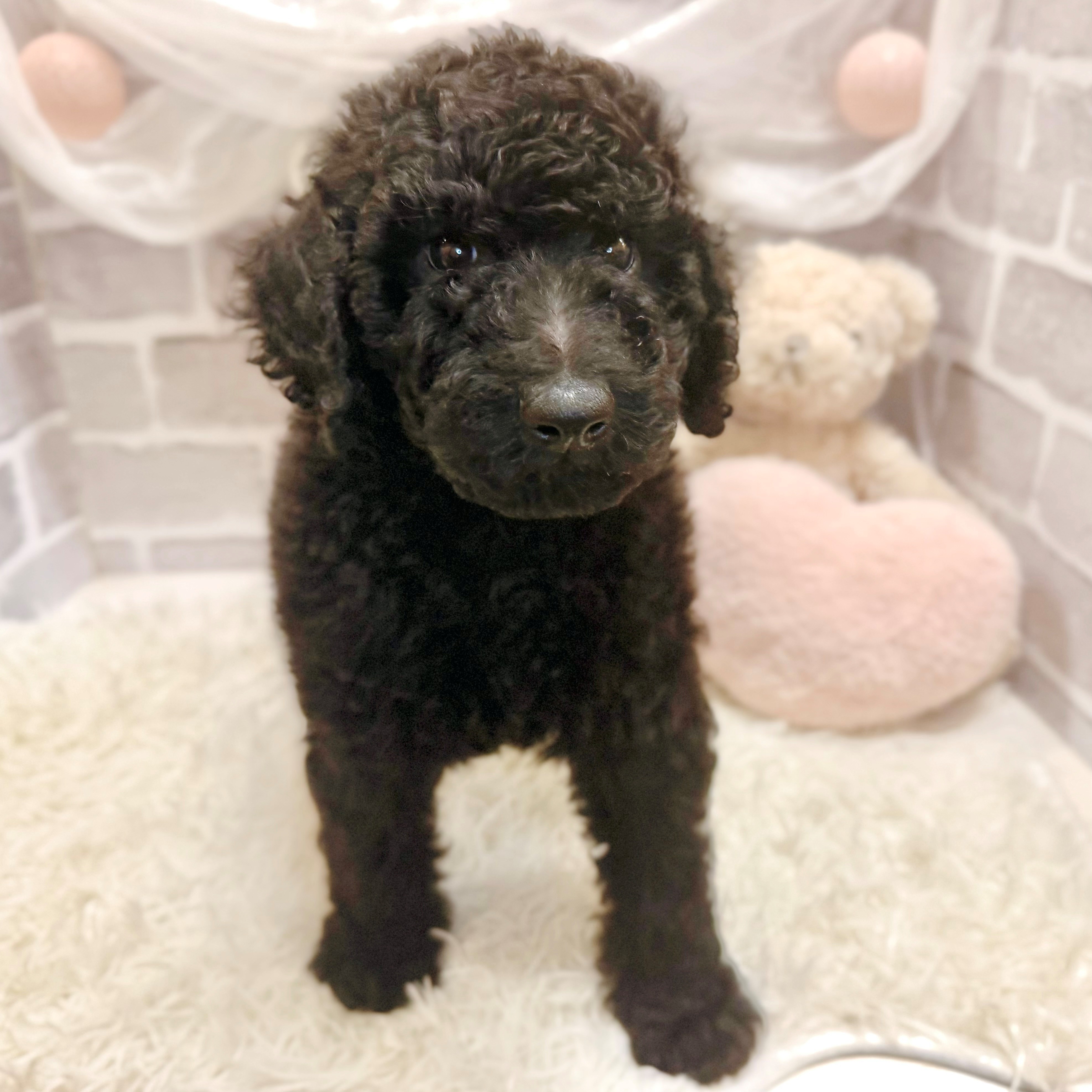 兵庫県のスタンダードプードル (犬の家＆猫の里神戸店/2026年8月28日生まれ/男の子/ブラック)の子犬の2枚目の画像