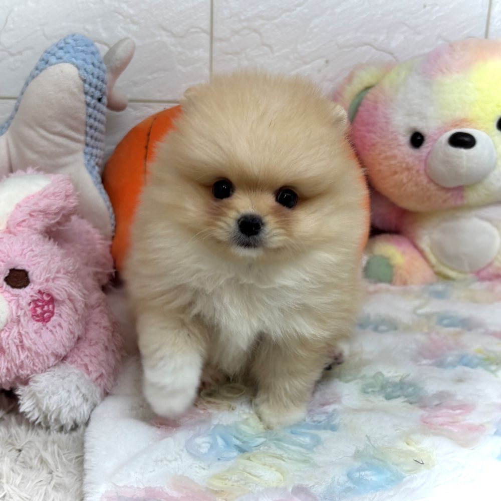 兵庫県のポメラニアン (犬の家＆猫の里ゆめタウン姫路店/2026年8月29日生まれ/男の子/クリーム)の子犬の2枚目の画像