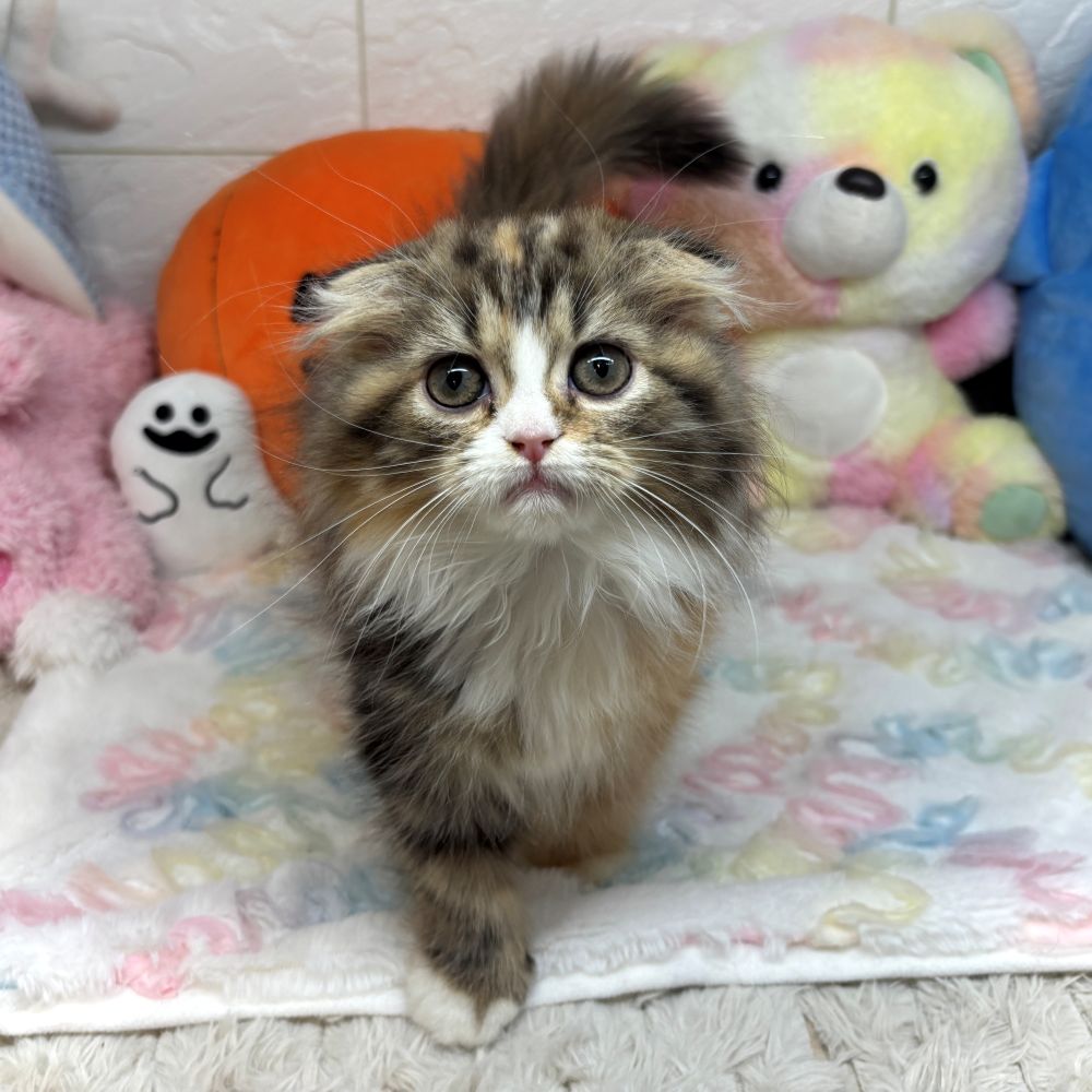 兵庫県のスコティッシュフォールド (犬の家＆猫の里ゆめタウン姫路店/2026年8月29日生まれ/女の子/ブラウンパッチドタビーホワイト)の子猫の2枚目の画像