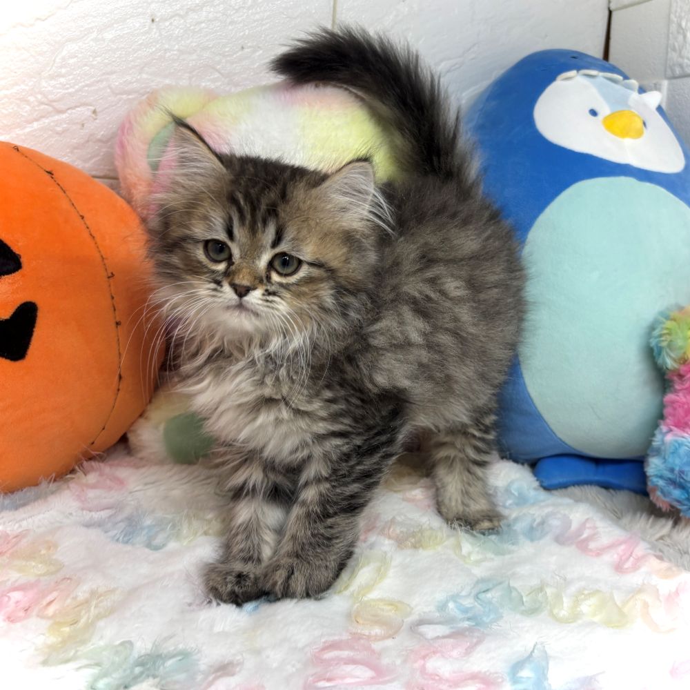 兵庫県のミヌエット (犬の家＆猫の里ゆめタウン姫路店/2026年8月22日生まれ/男の子/ブラウンタビー)の子猫の2枚目の画像