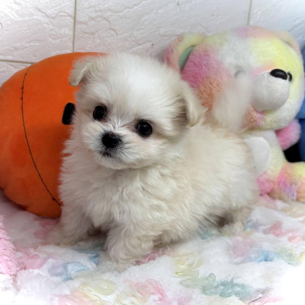 兵庫県のポメマル/マルポメ(ポメラニアン×マルチーズ) (犬の家＆猫の里ゆめタウン姫路店/2026年8月29日生まれ/女の子/クリーム)の子犬の2枚目の画像