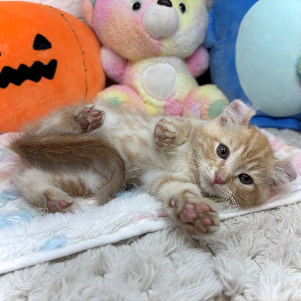 兵庫県のアメリカンカール (犬の家＆猫の里ゆめタウン姫路店/2026年8月29日生まれ/男の子/レッドタビー)の子猫の2枚目の画像