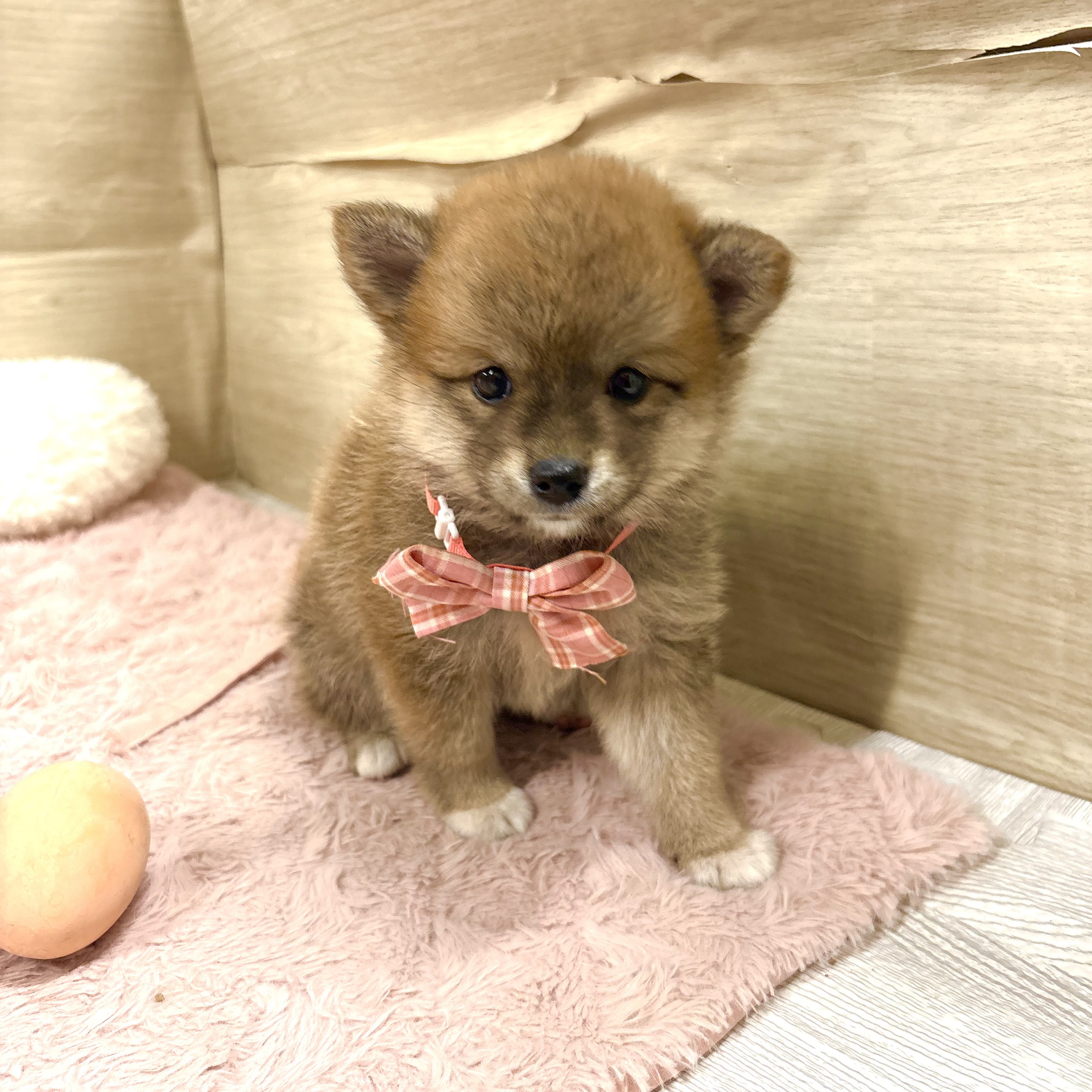 ハーフ犬女の子の写真