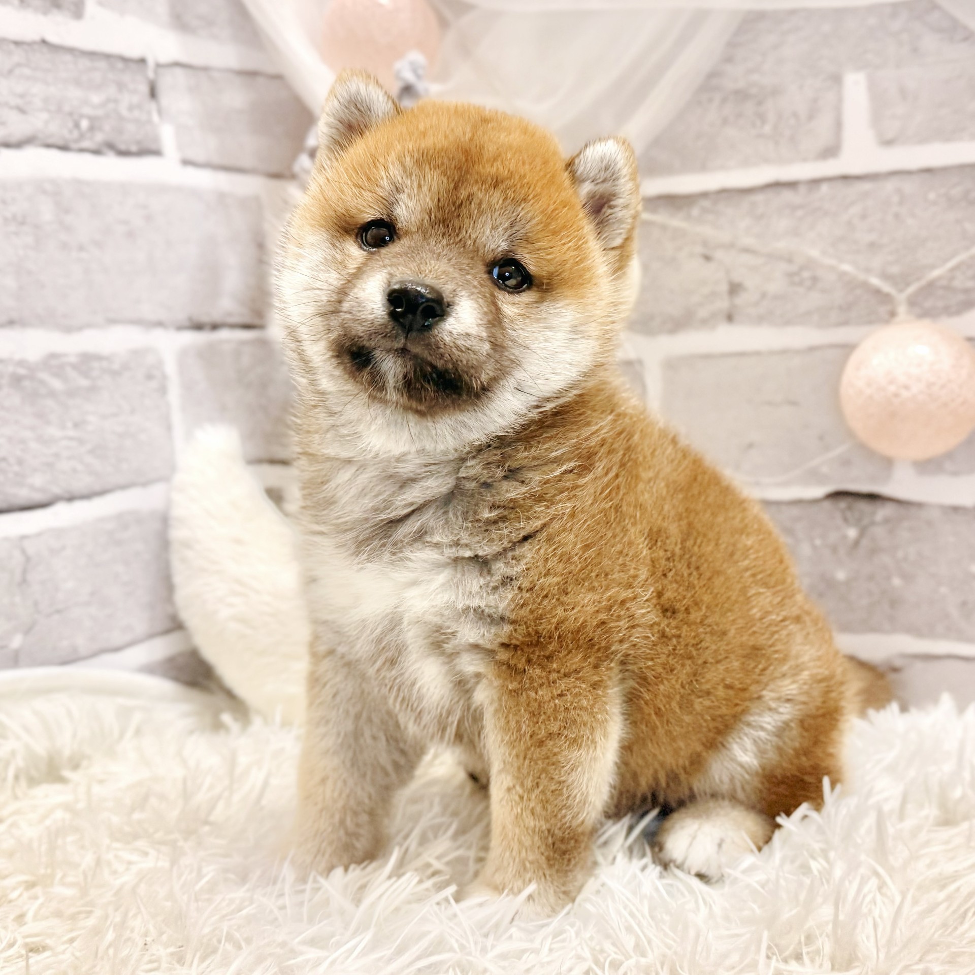 柴犬男の子の写真