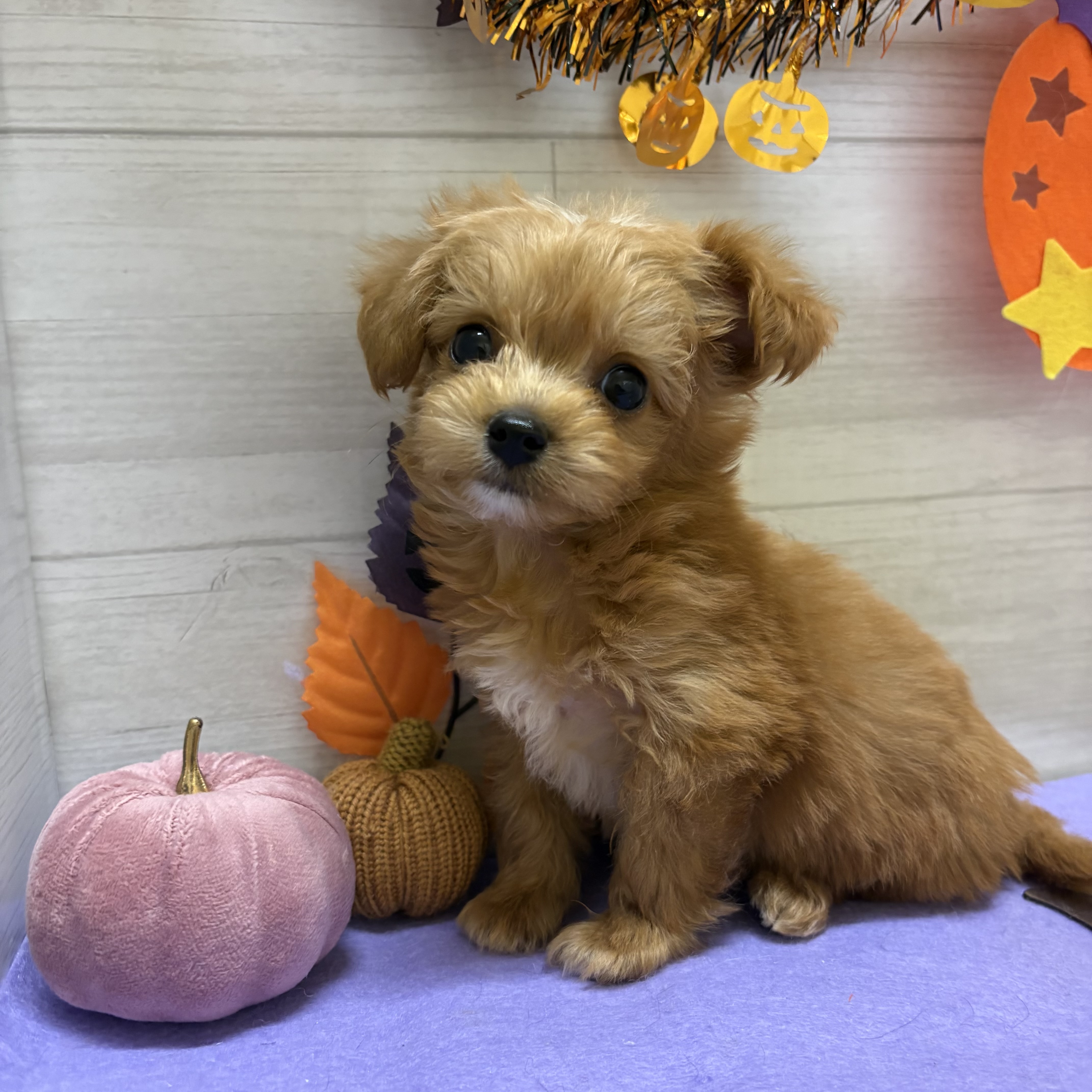 ハーフ犬男の子の写真