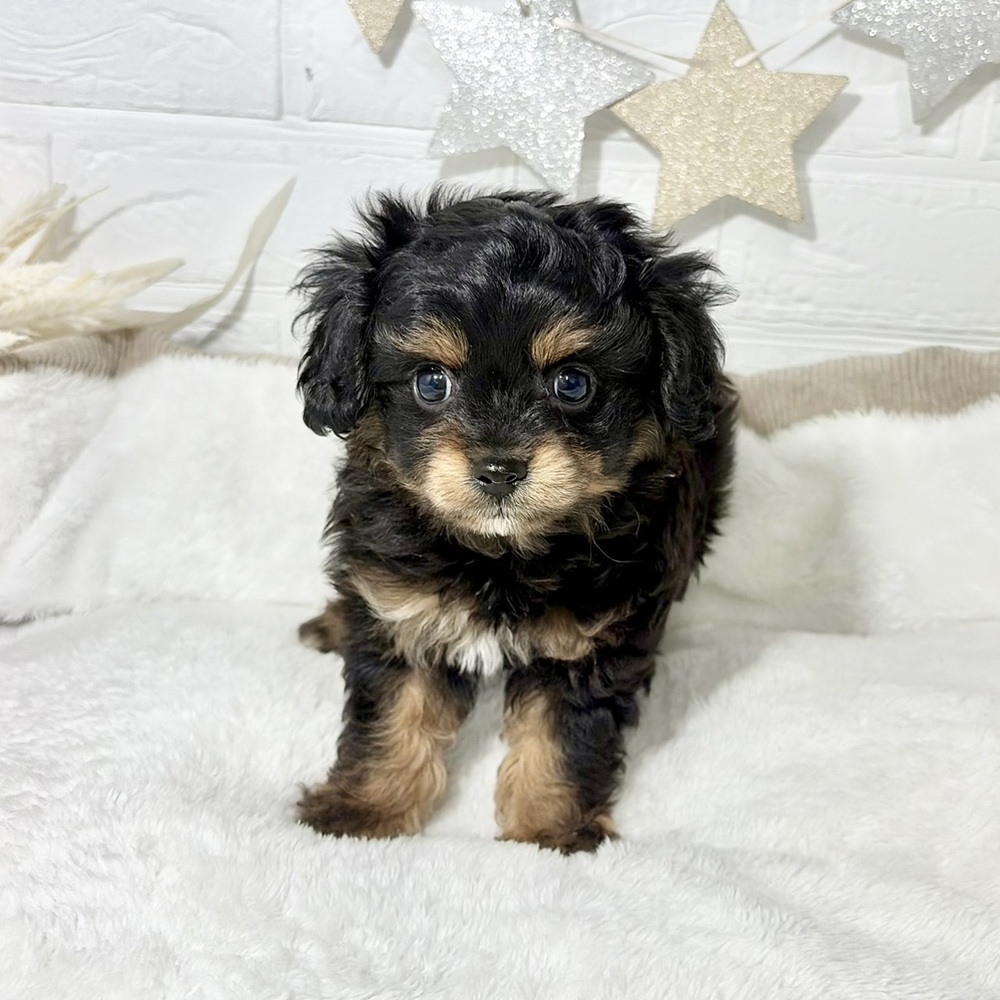 ハーフ犬男の子の写真
