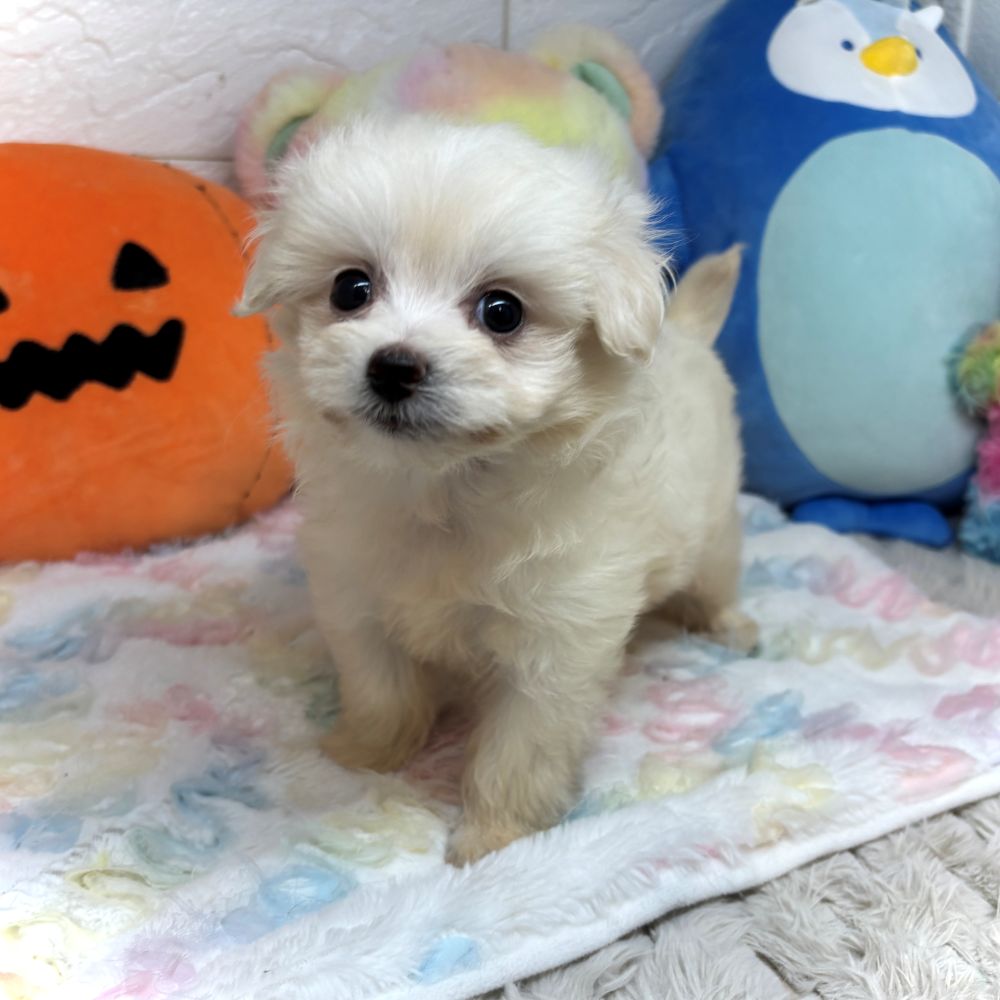 兵庫県のポメプー(ポメラニアン×プードル) (犬の家＆猫の里ゆめタウン姫路店/2026年8月28日生まれ/女の子/クリーム)の子犬の2枚目の画像