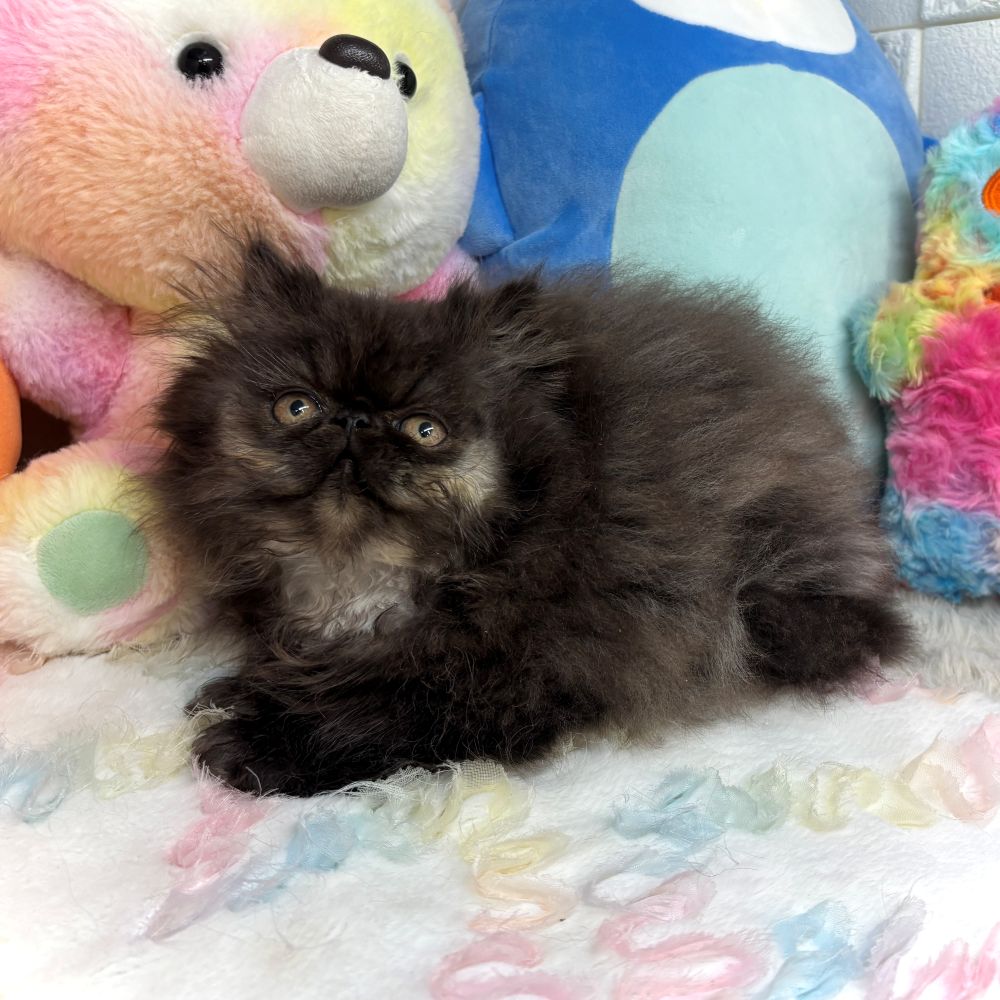 兵庫県のエキゾチック (犬の家＆猫の里ゆめタウン姫路店/2026年8月26日生まれ/男の子/ブラックスモーク)の子猫の2枚目の画像