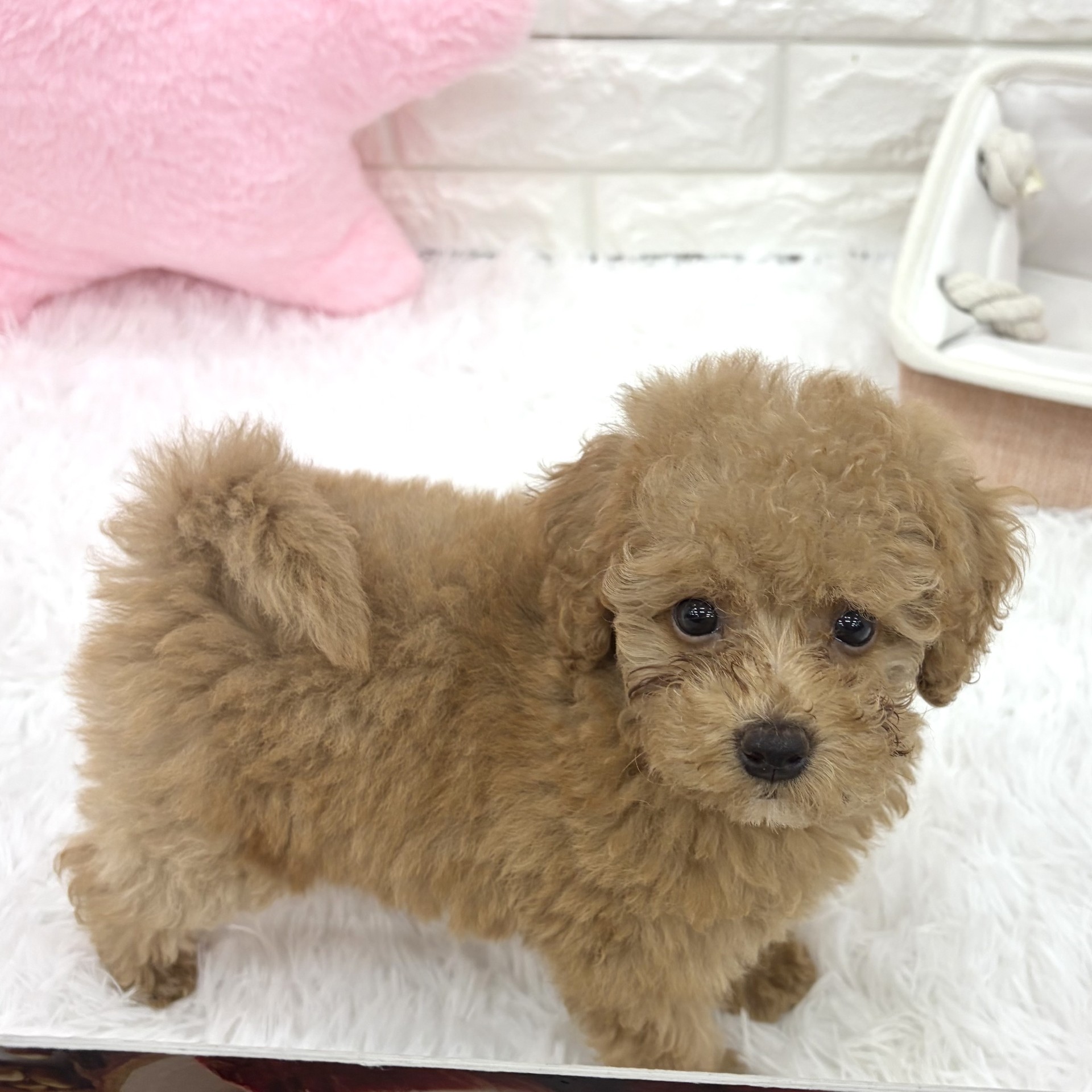 愛知県のトイプードル(トイ) (犬の家＆猫の里MEGAドン・キホーテ東海名和店/2026年8月28日生まれ/女の子/アプリコット)の子犬の2枚目の画像