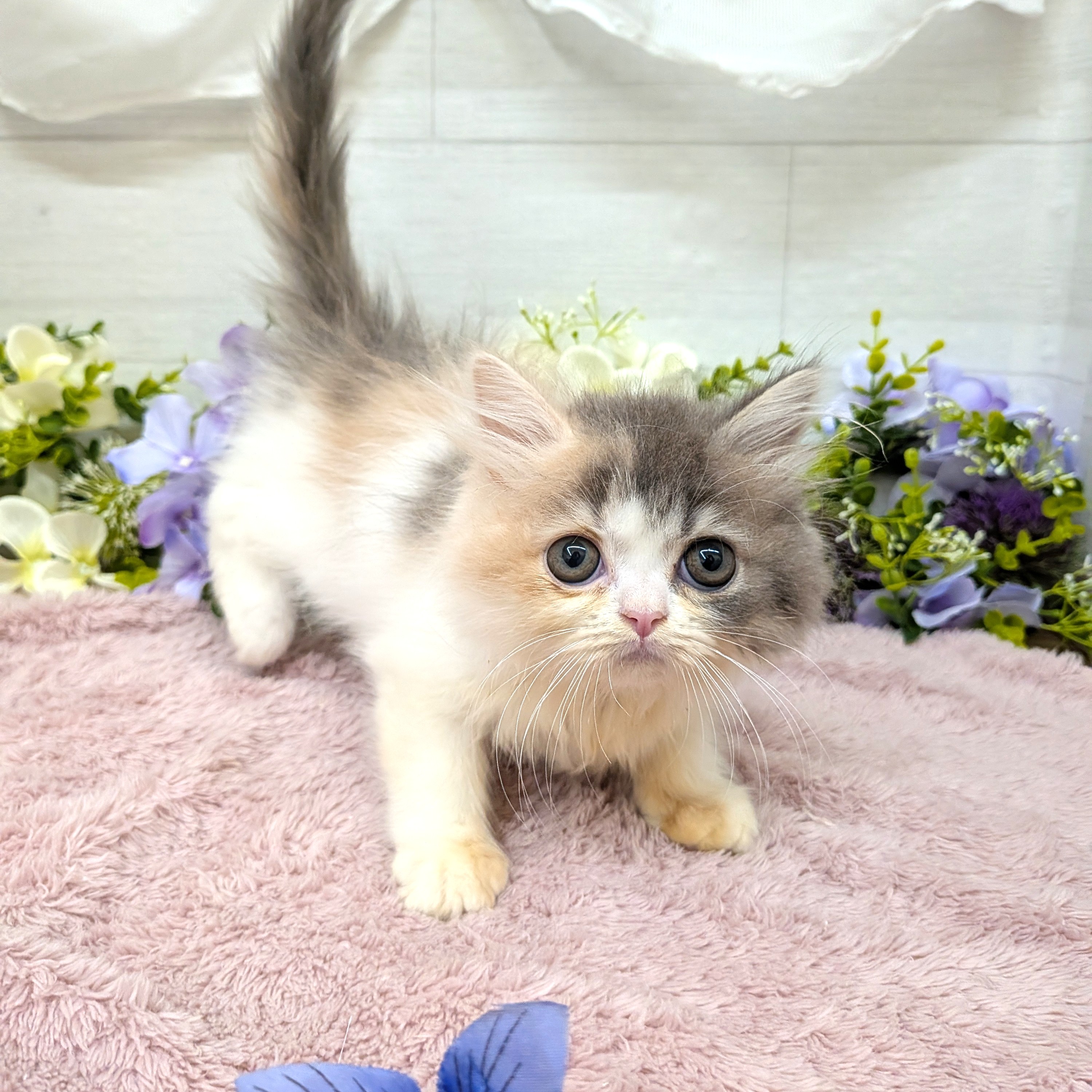 愛知県のスコティッシュフォールド (犬の家＆猫の里碧南店/2026年8月22日生まれ/女の子/ブルーパッチドタビーホワイト)の子猫の2枚目の画像