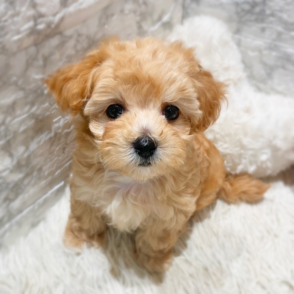 ハーフ犬男の子の写真