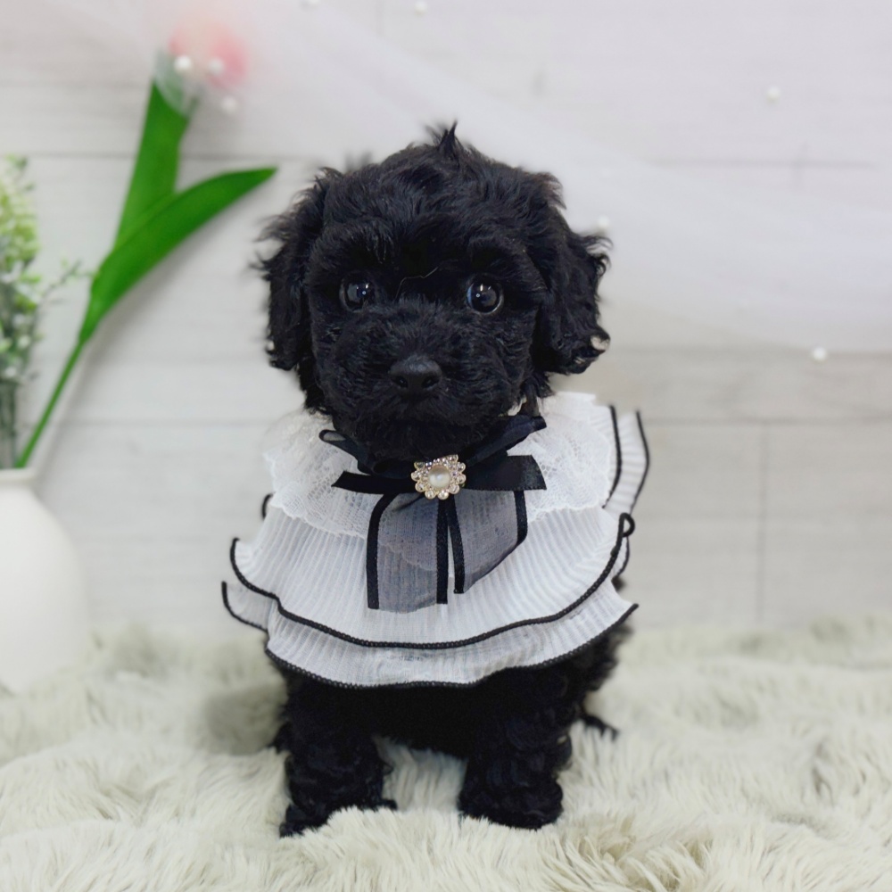 神奈川県のトイプードル(トイ) (犬の家＆猫の里相模原店/2026年9月1日生まれ/男の子/ブラック)の子犬の2枚目の画像