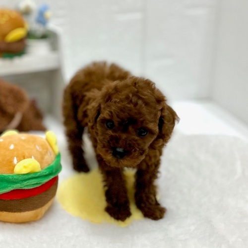 愛知県のトイプードル(タイニー) (犬の家＆猫の里豊川インター店/2026年9月1日生まれ/男の子/レッド)の子犬の2枚目の画像