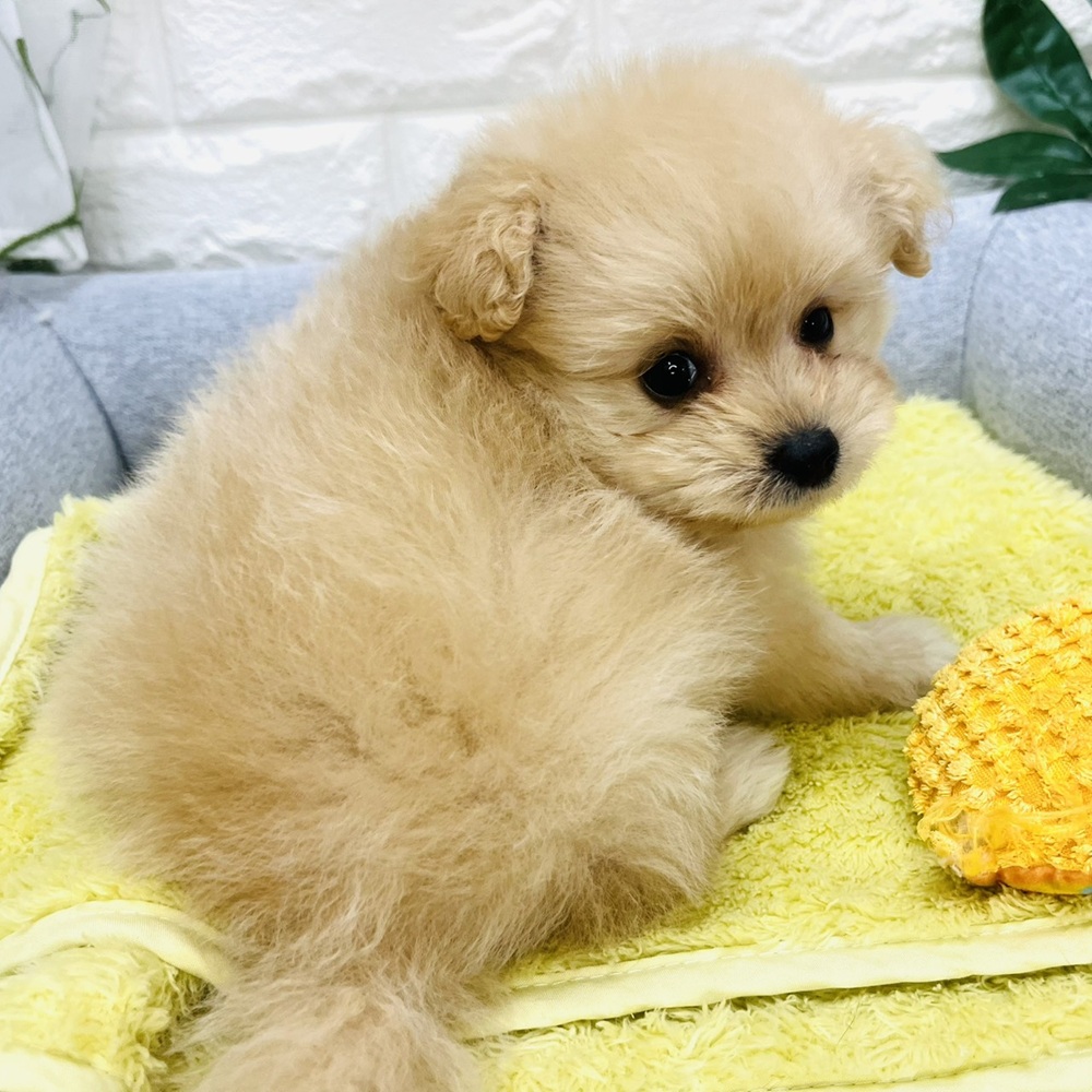 長野県のポメプー(ポメラニアン×プードル) (犬の家＆猫の里塩尻店/2026年8月31日生まれ/男の子/アプリコット)の子犬の2枚目の画像