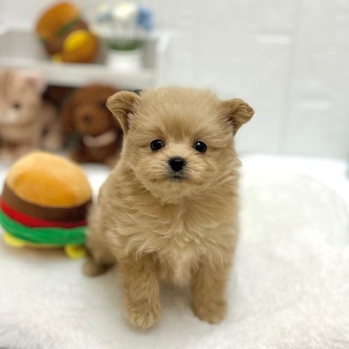 ハーフ犬女の子の写真