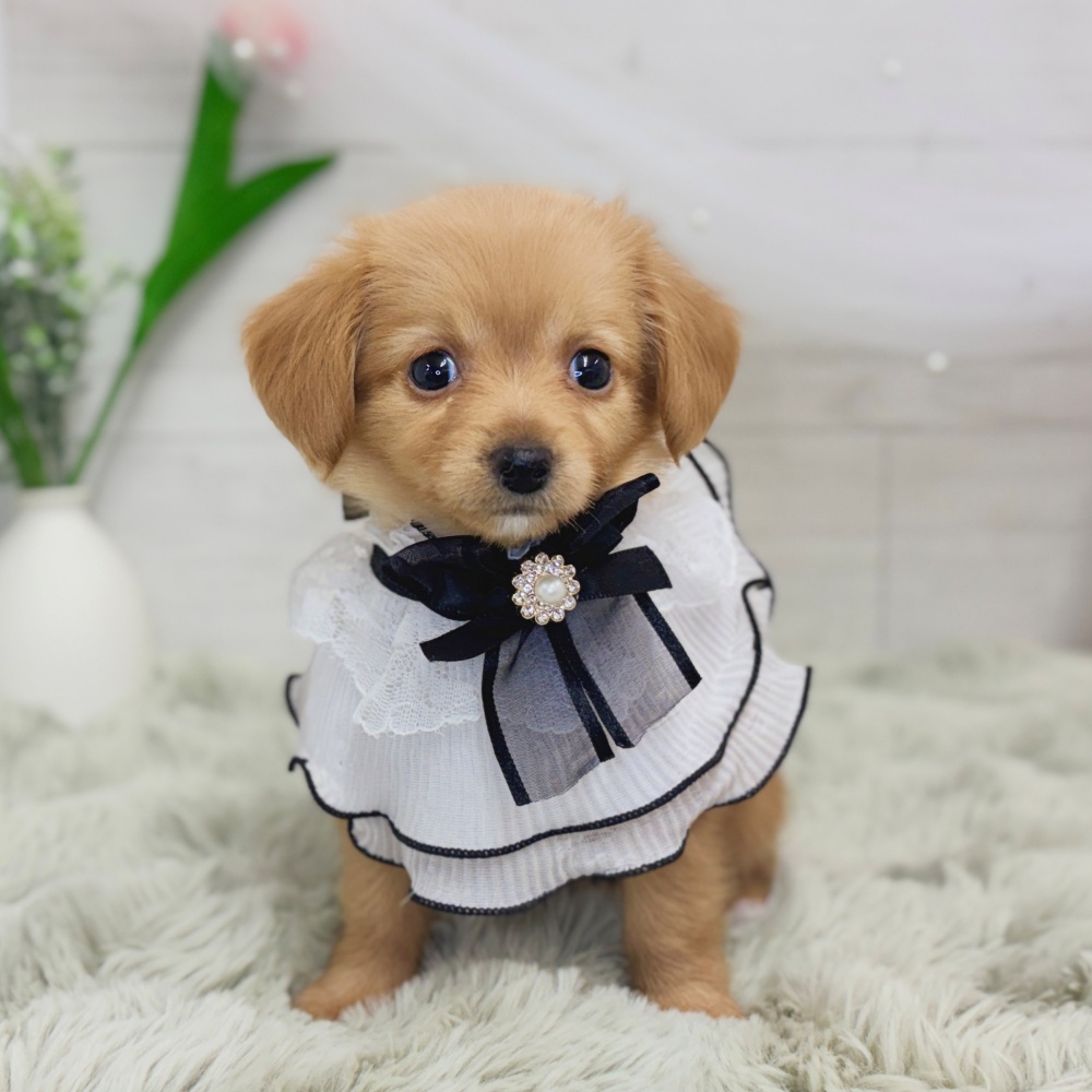 ハーフ犬女の子の写真