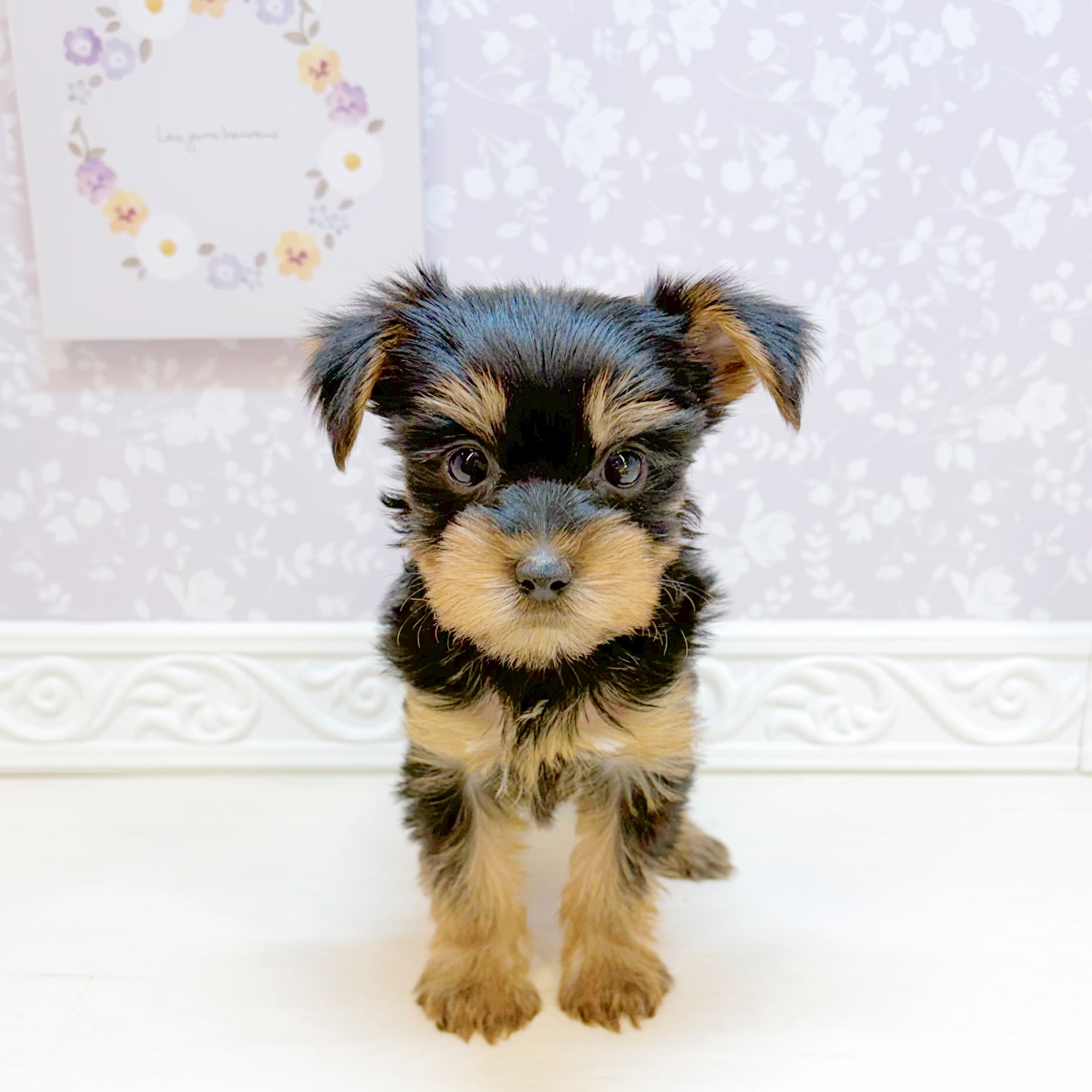 石川県のヨークシャーテリア (犬の家＆猫の里アミーゴ金沢おこばた店/2026年8月30日生まれ/女の子/スチールブルータン)の子犬の1枚目の画像
