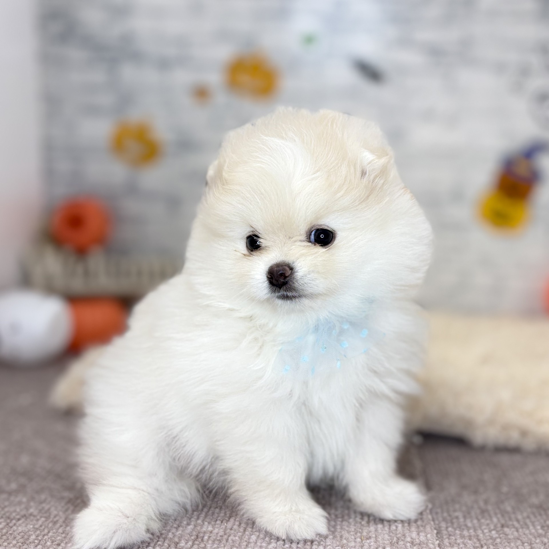 長野県のポメラニアン (犬の家＆猫の里長野店/2026年9月1日生まれ/女の子/ホワイト)の子犬の2枚目の画像