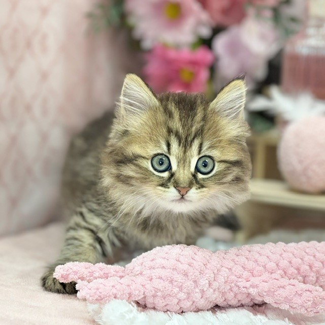 千葉県のミヌエット (犬の家＆猫の里ワンズモール稲毛店/2026年9月1日生まれ/女の子/ブラウンタビー)の子猫の2枚目の画像