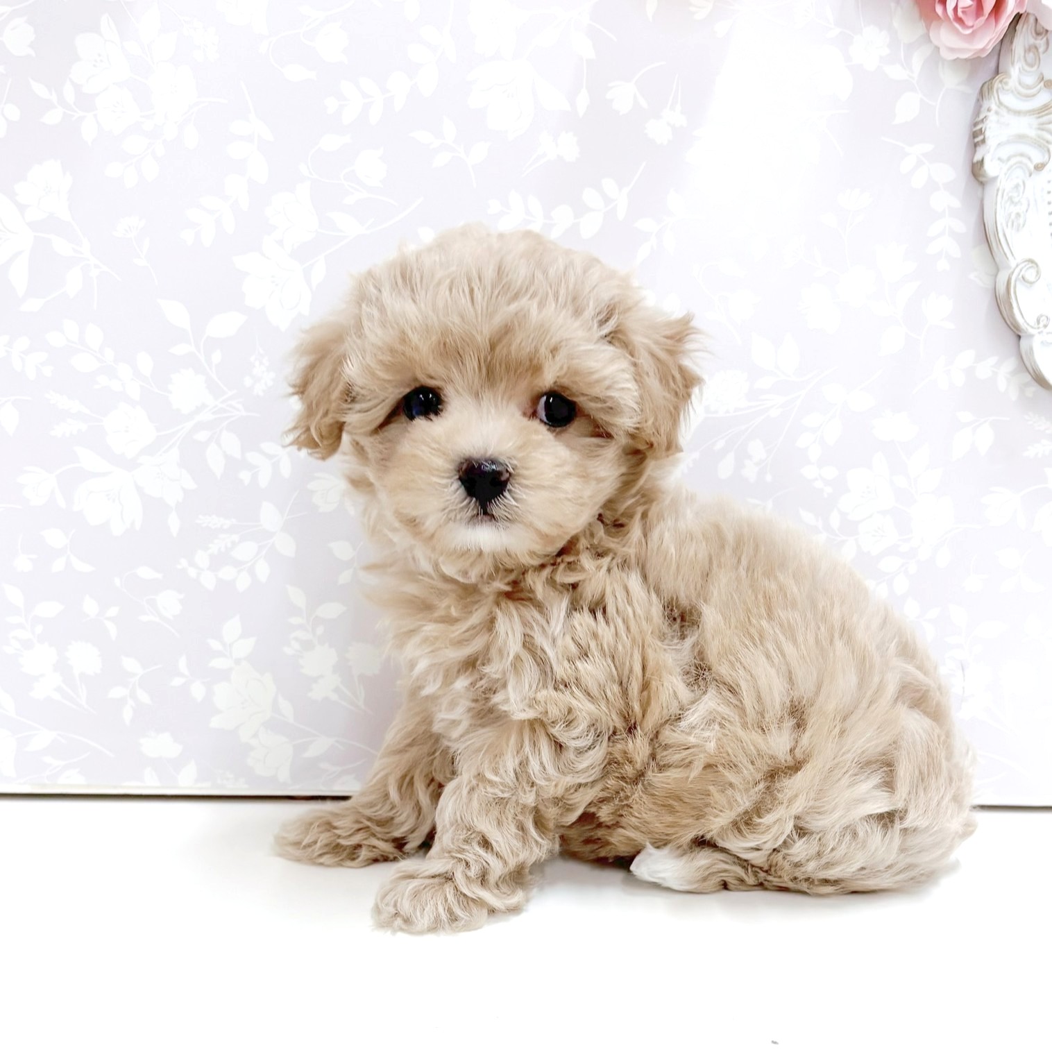 富山県のマルプー(マルチーズ×プードル) (犬の家＆猫の里アミーゴ高岡蓮花寺店/2026年8月30日生まれ/女の子/アプリコットホワイト)の子犬の2枚目の画像