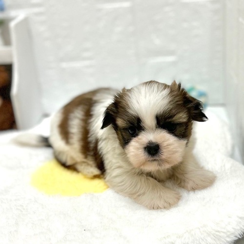 愛知県のシーズー (犬の家＆猫の里豊川インター店/2026年8月30日生まれ/男の子/ホワイトブラウン)の子犬の2枚目の画像