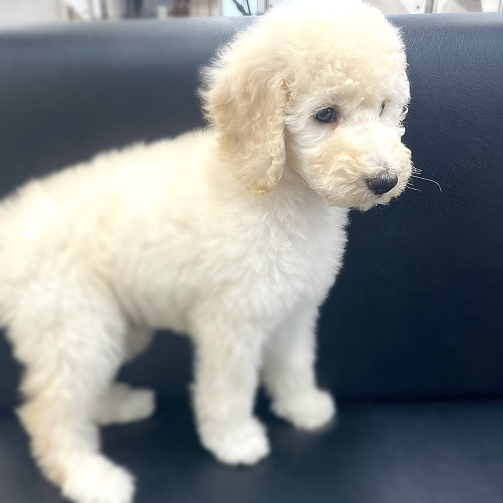長野県のスタンダードプードル (犬の家＆猫の里塩尻店/2026年8月29日生まれ/男の子/ホワイト)の子犬の2枚目の画像