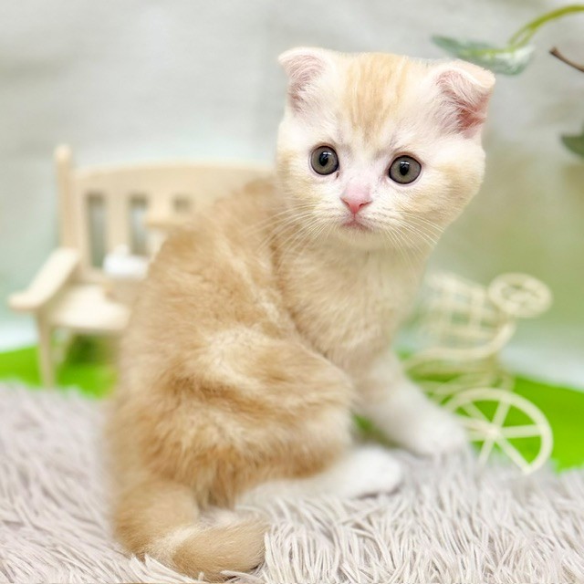 静岡県のスコティッシュフォールド (犬の家＆猫の里藤枝店/2026年9月1日生まれ/男の子/クリームタビーホワイト)の子猫の2枚目の画像