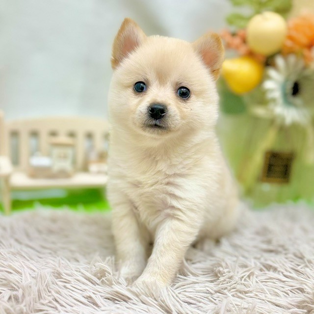 静岡県のポメ柴/豆ポメ/ポメ豆柴(ポメラニアン×柴犬) (犬の家＆猫の里藤枝店/2026年8月26日生まれ/女の子/白)の子犬の2枚目の画像