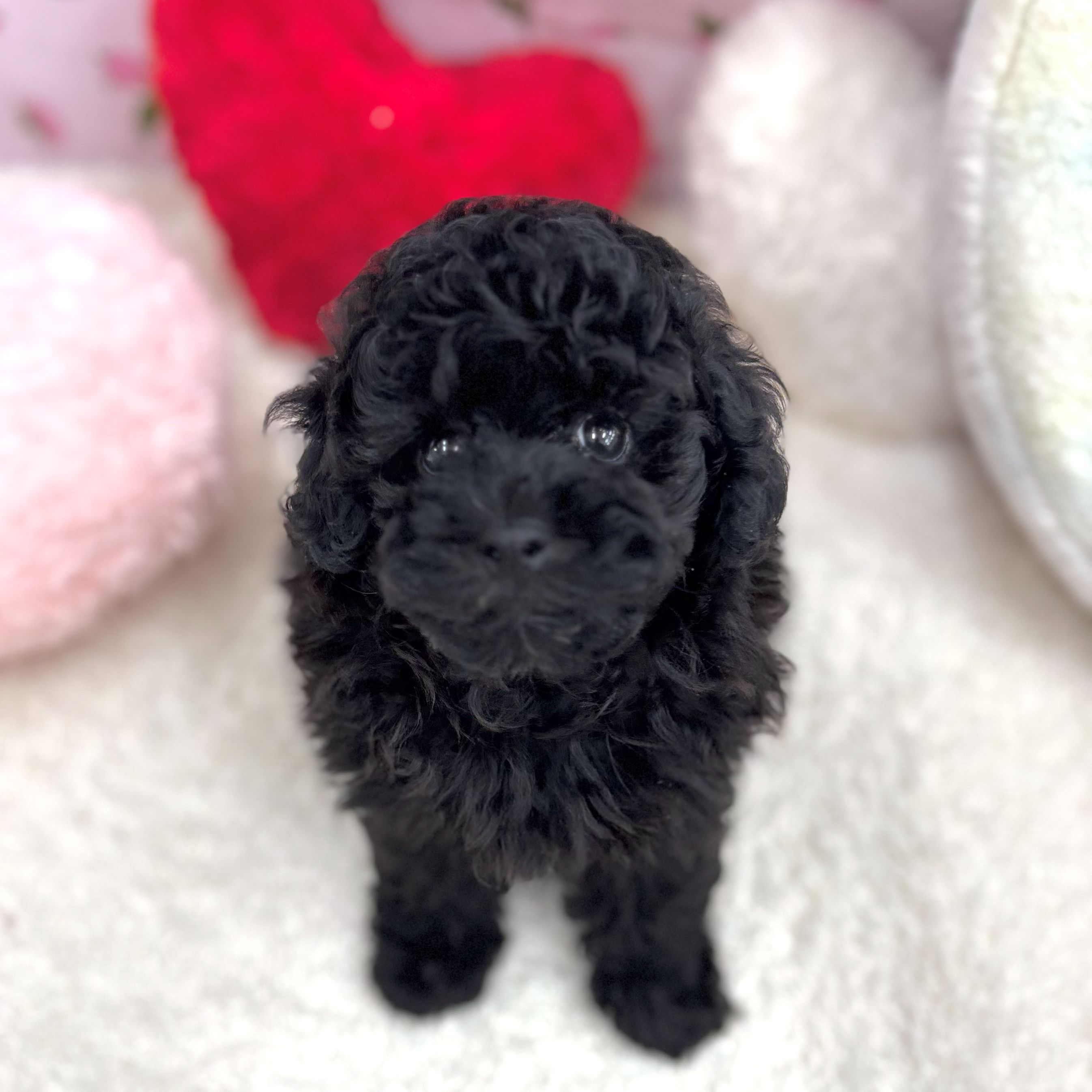 愛知県のトイプードル(トイ) (犬の家＆猫の里エアポートウォーク店/2026年8月31日生まれ/男の子/ブラック)の子犬の2枚目の画像