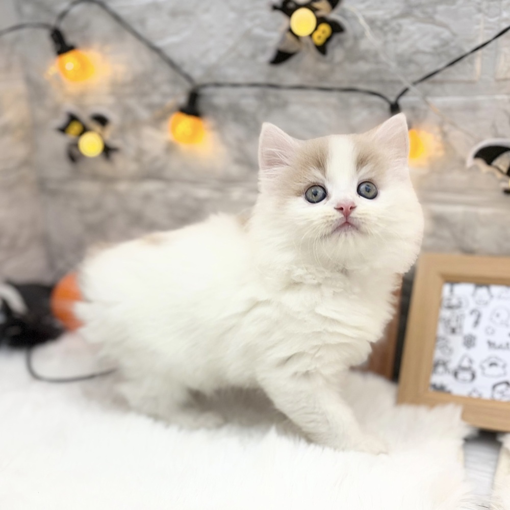 静岡県のサイベリアン (犬の家＆猫の里MEGAドン・キホーテ袋井店/2026年8月30日生まれ/女の子/クリームタビーホワイト)の子猫の2枚目の画像