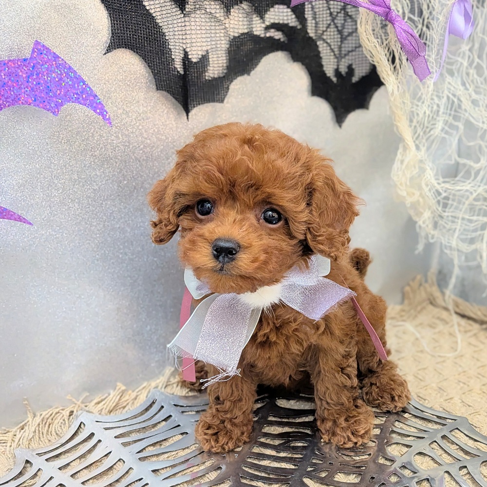 静岡県のトイプードル(トイ) (犬の家＆猫の里アミーゴ浜松和田店/2026年8月29日生まれ/女の子/レッド)の子犬の2枚目の画像