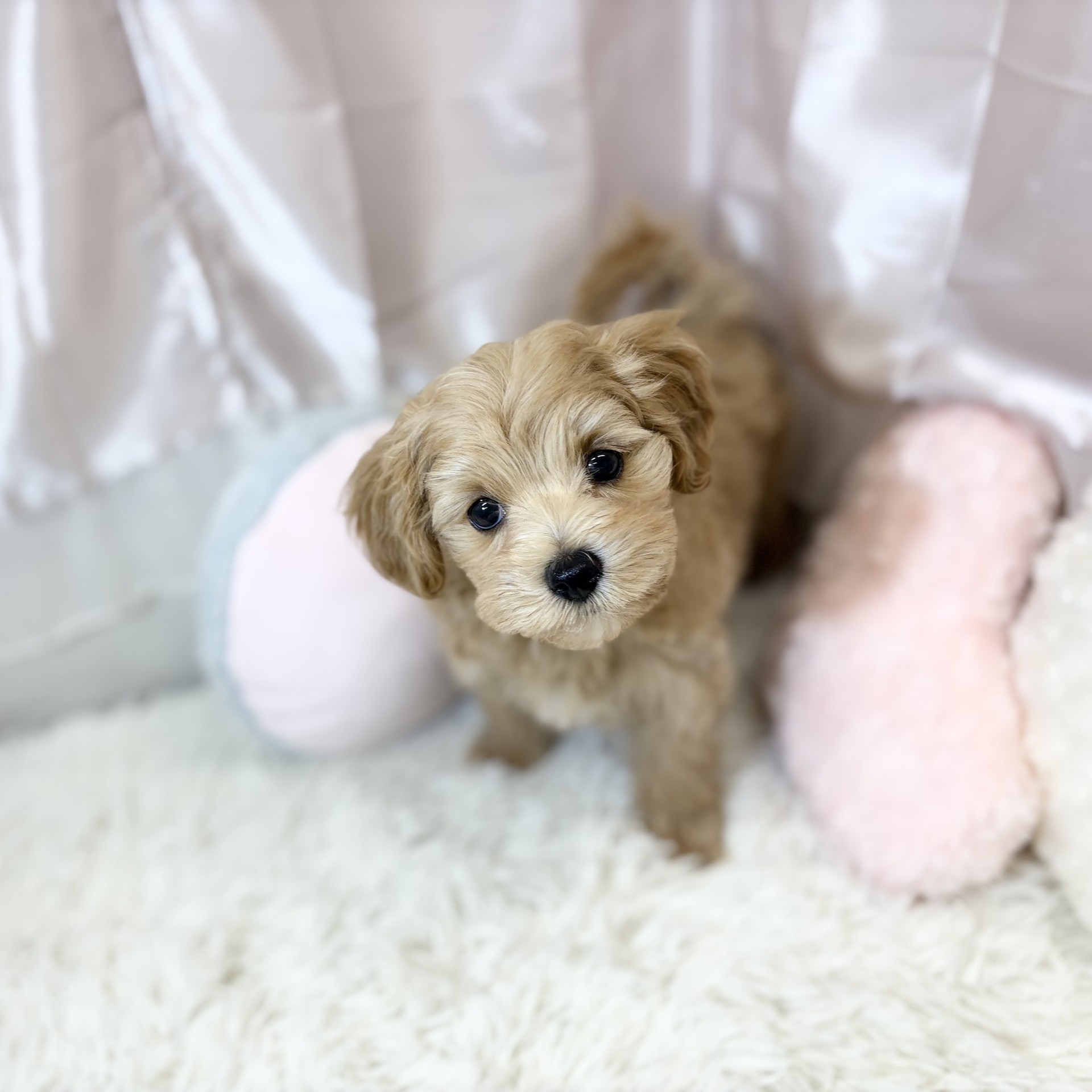 兵庫県のマルプー(マルチーズ×プードル) (犬の家＆猫の里カナート西神戸店/2026年8月31日生まれ/女の子/アプリコット)の子犬の2枚目の画像