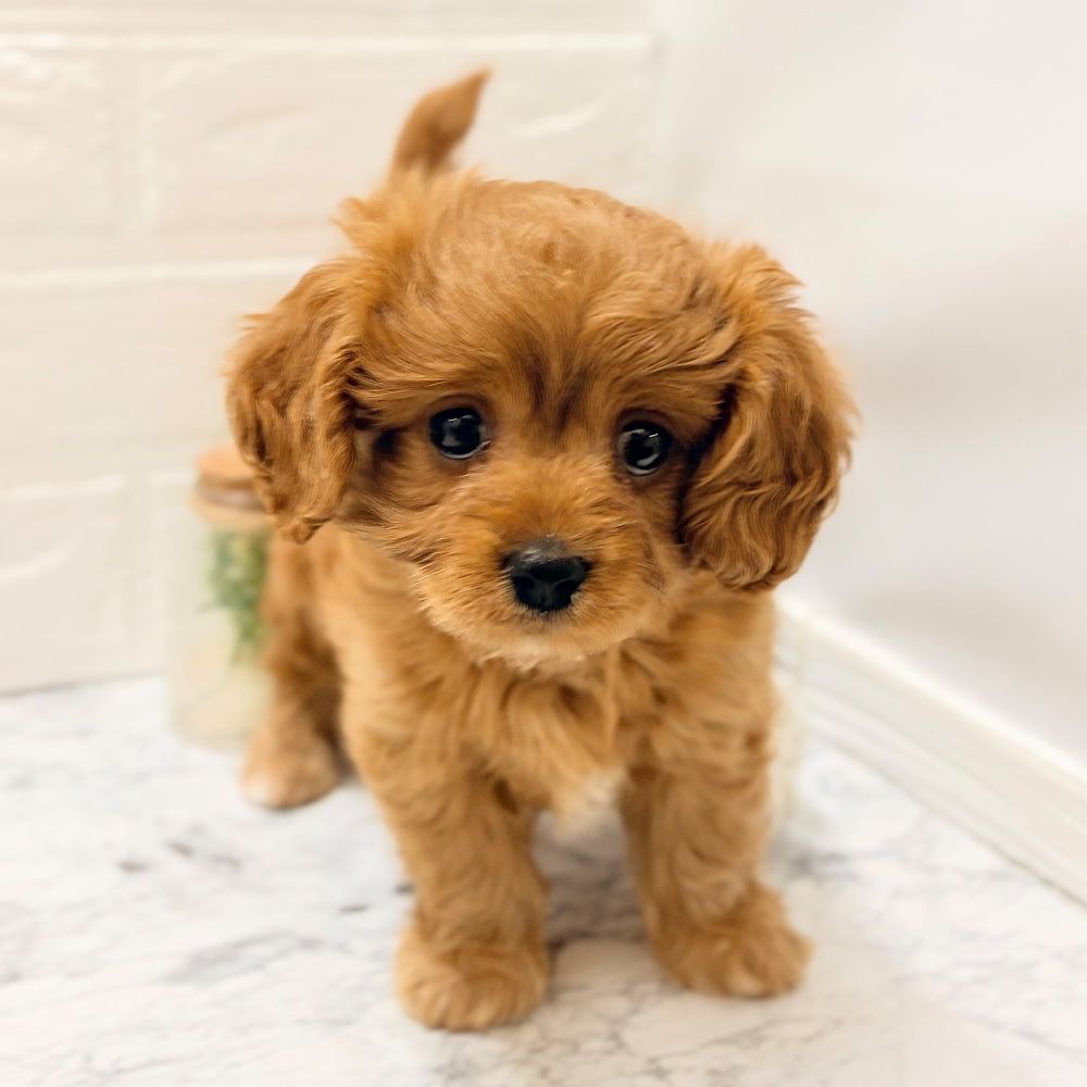 愛知県のキャバプー(キャバリア×プードル) (犬の家＆猫の里豊田店/2026年8月28日生まれ/女の子/レッド)の子犬の2枚目の画像