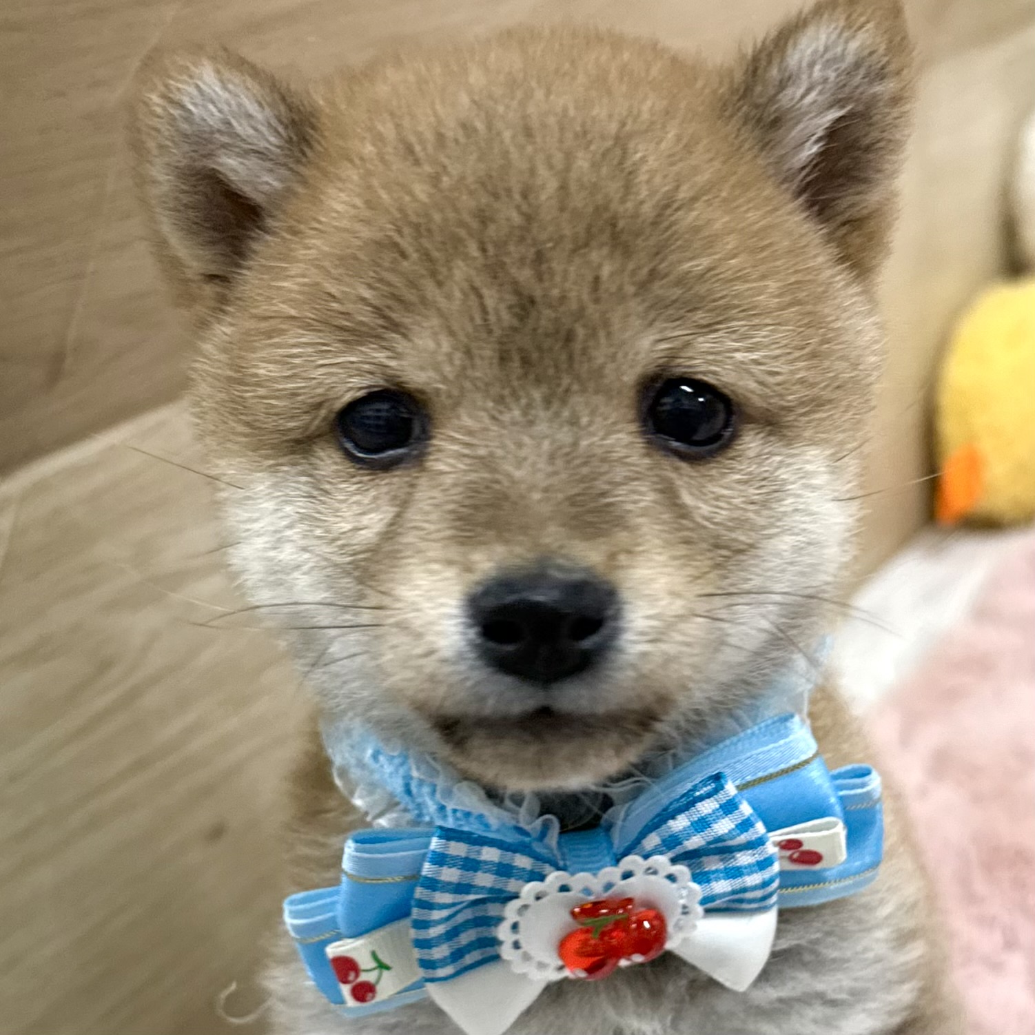 大阪府の豆柴 (犬の家＆猫の里そよら東岸和田店/2026年2月17日生まれ/男の子/赤)の子犬の1枚目の画像