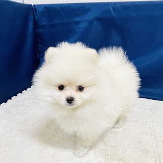 愛知県のポメラニアン (犬の家＆猫の里一宮店/2026年1月29日生まれ/女の子/クリーム)の子犬の1枚目の画像