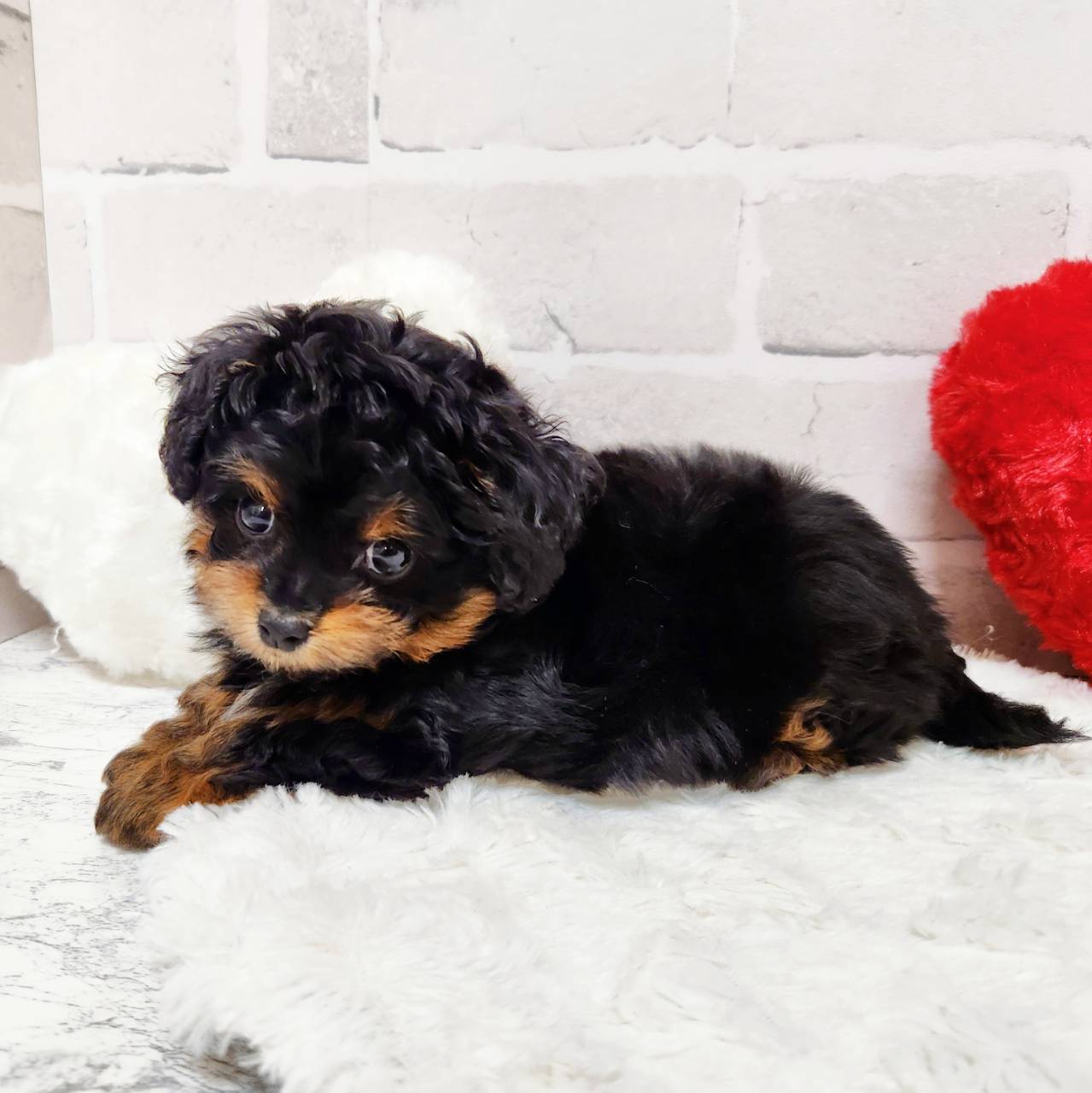 京都府のチワプー/プーチー(チワワ×プードル) (犬の家＆猫の里京都精華店/2025年12月16日生まれ/女の子/ブラックタンホワイト)の子犬の2枚目の画像