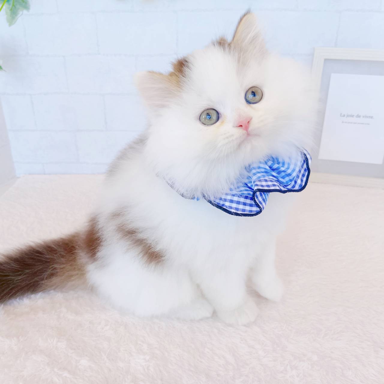 石川県のスコティッシュストレート (犬の家＆猫の里金沢店/2026年1月17日生まれ/男の子/ブラウンタビーホワイト)の子猫の1枚目の画像